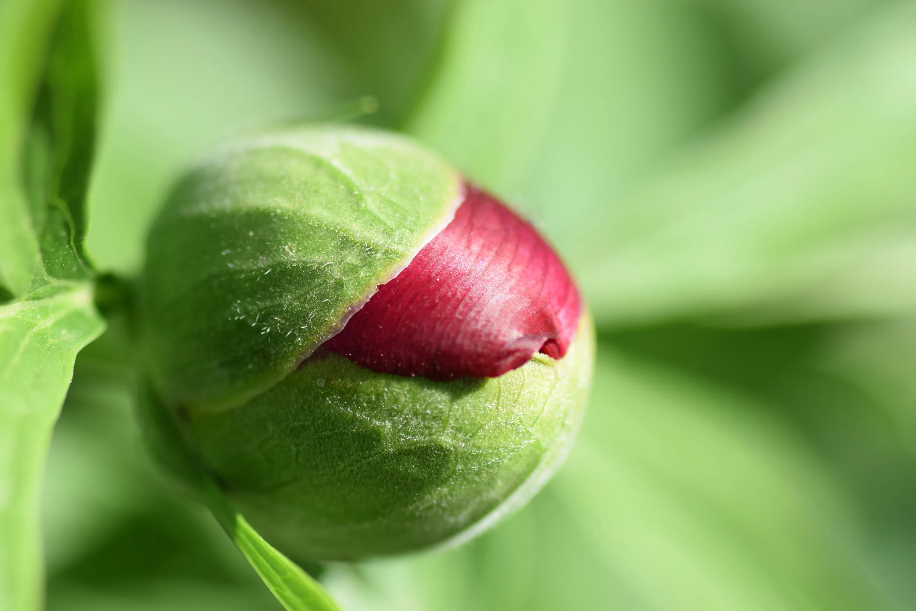 Flowers in bud
