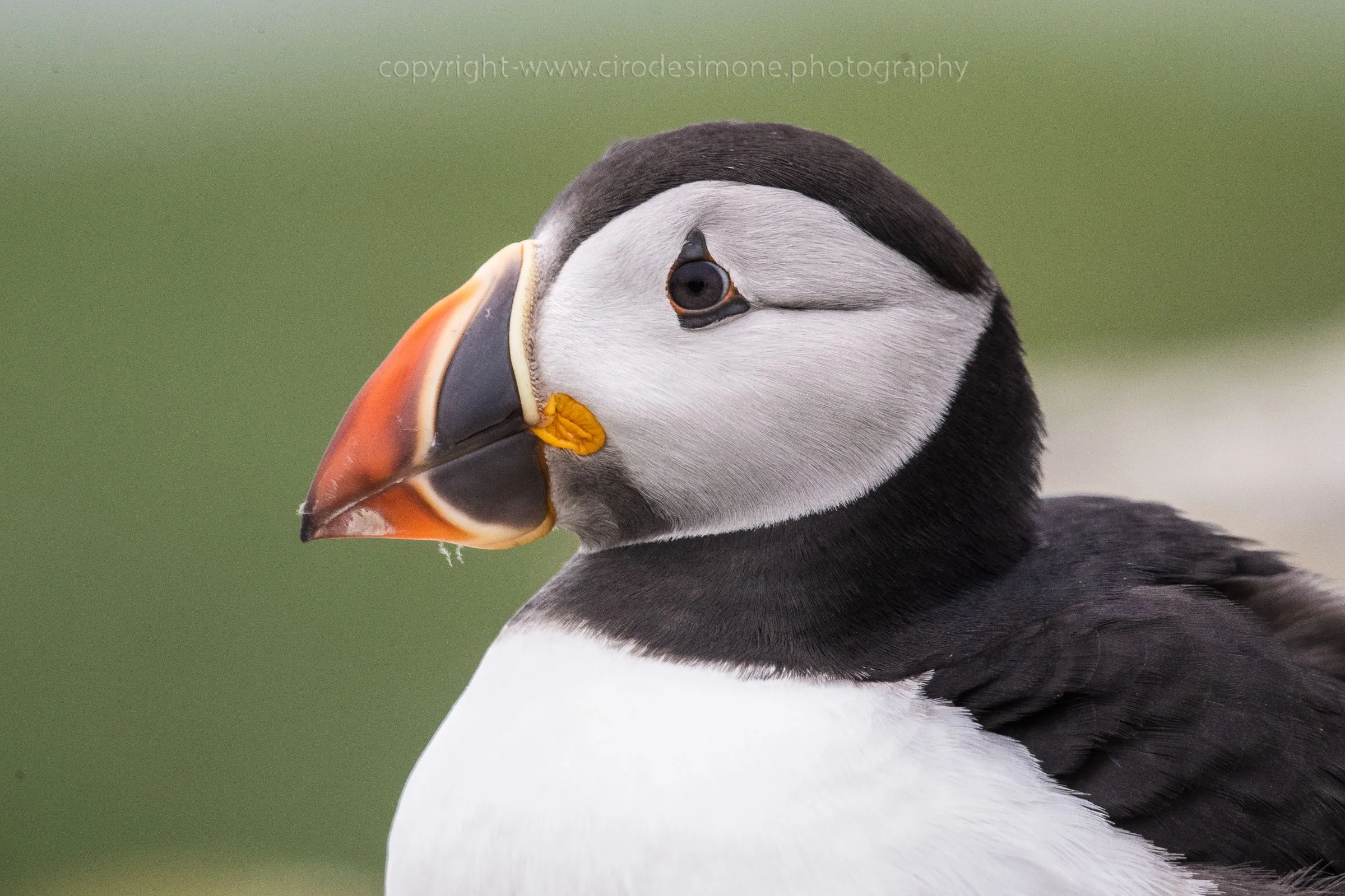 Puffins