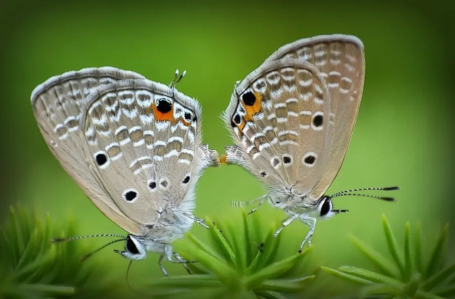 Butterflies