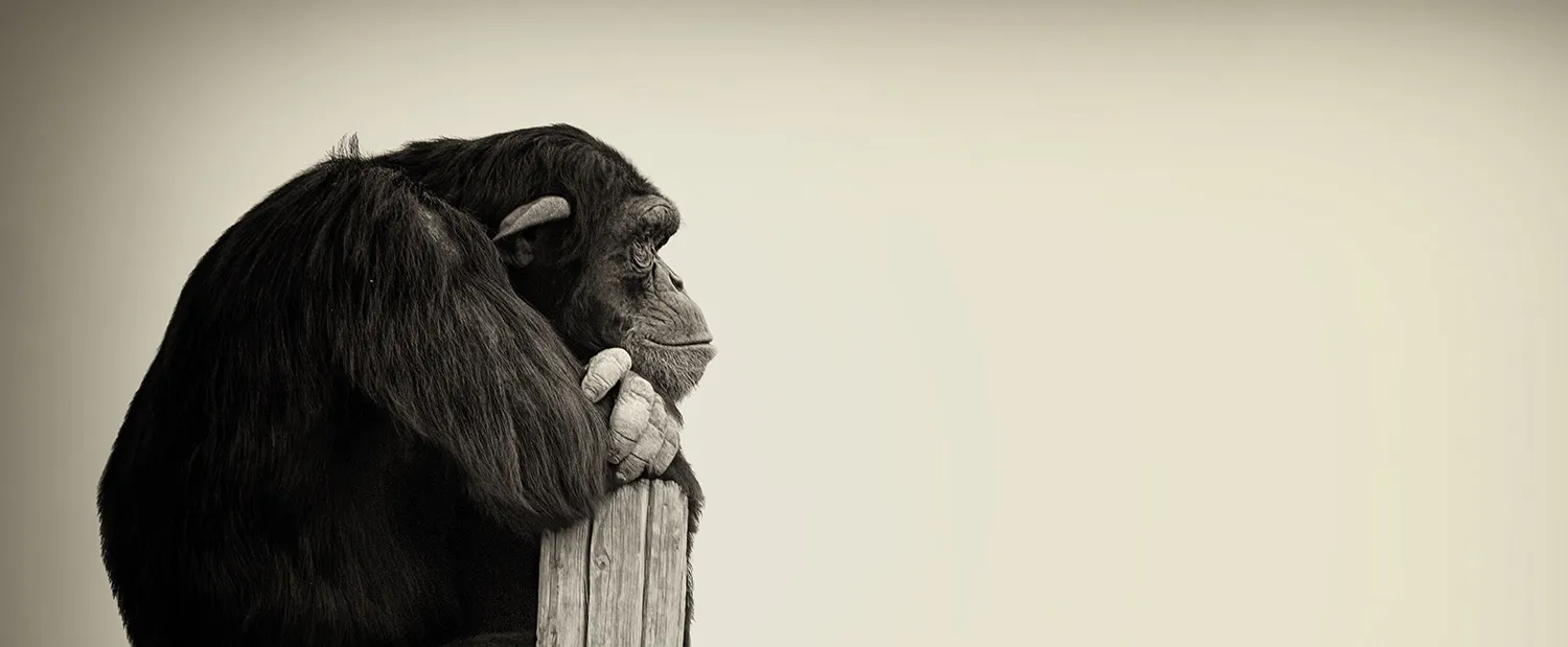 Animals #218