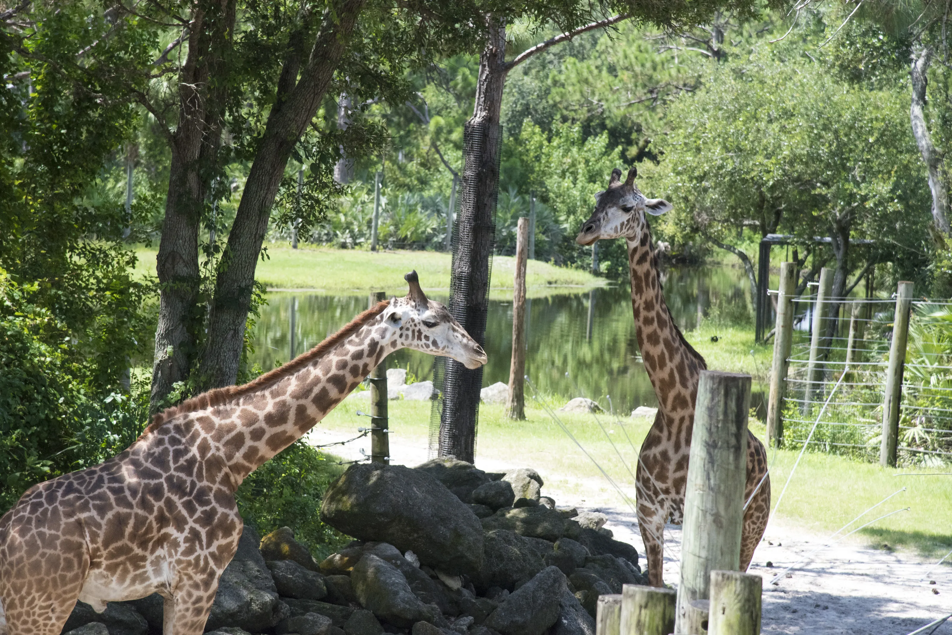 Zoo Animals