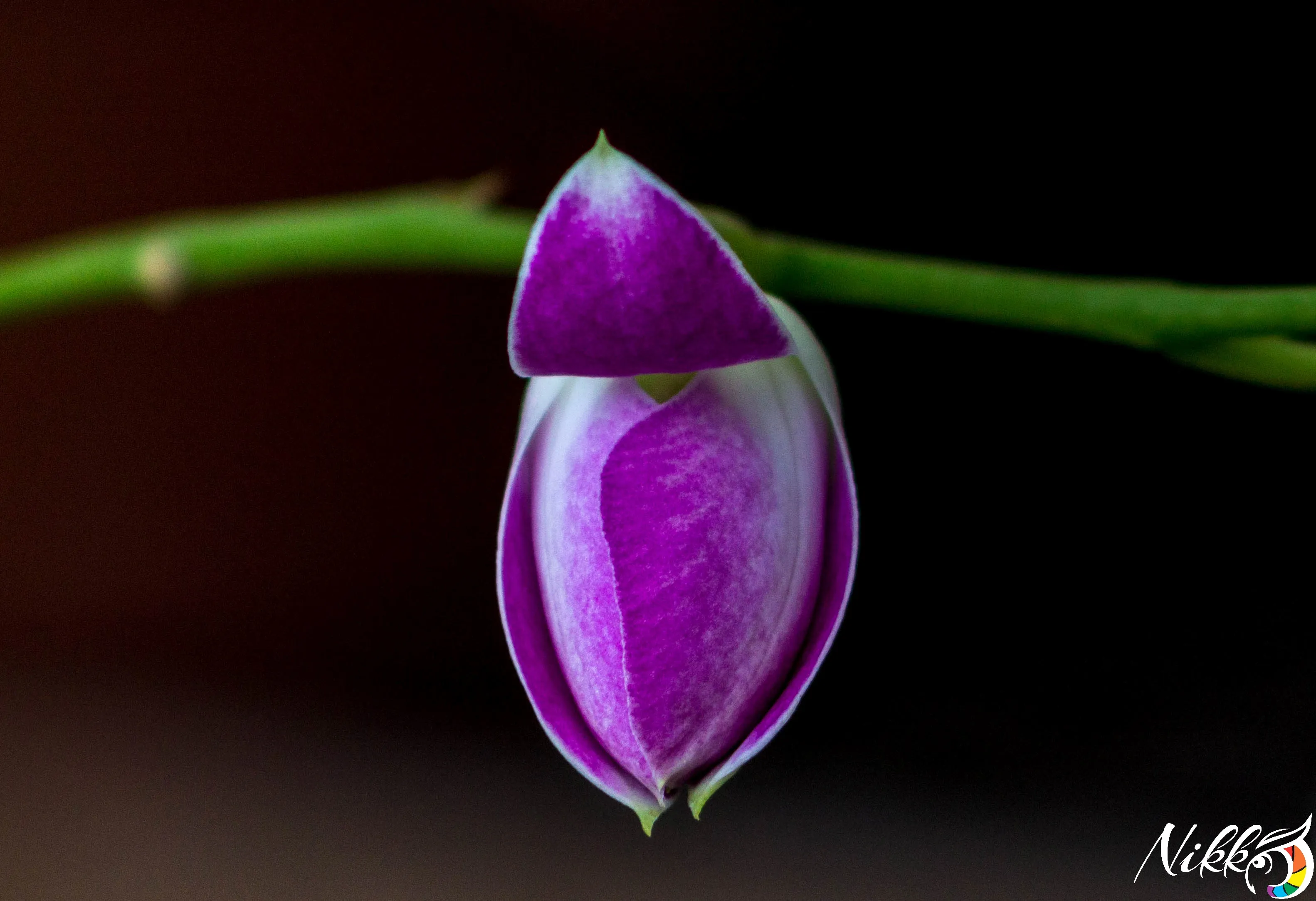 Colourful flowers buds