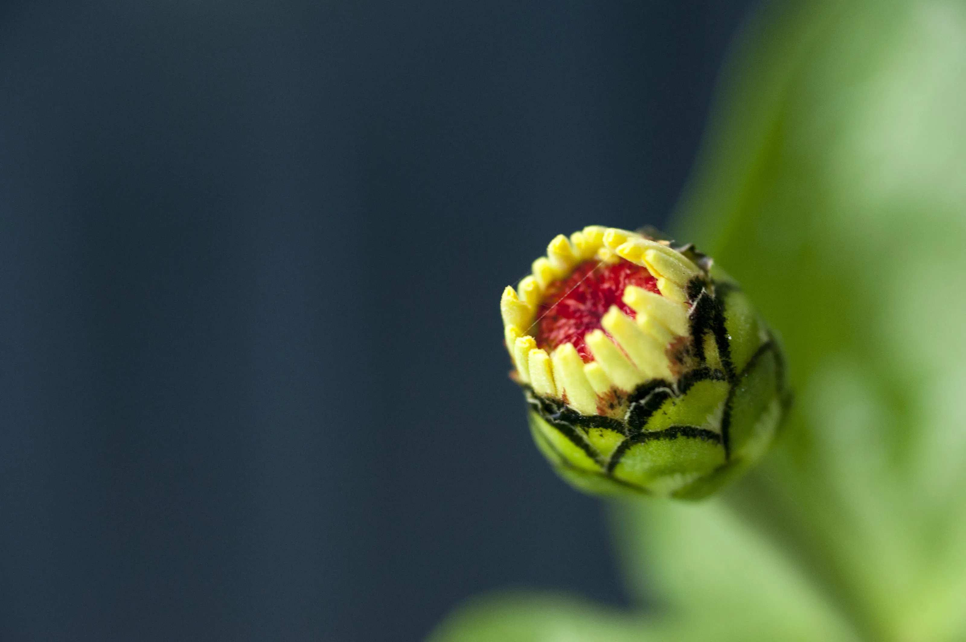 Flower buds & petals