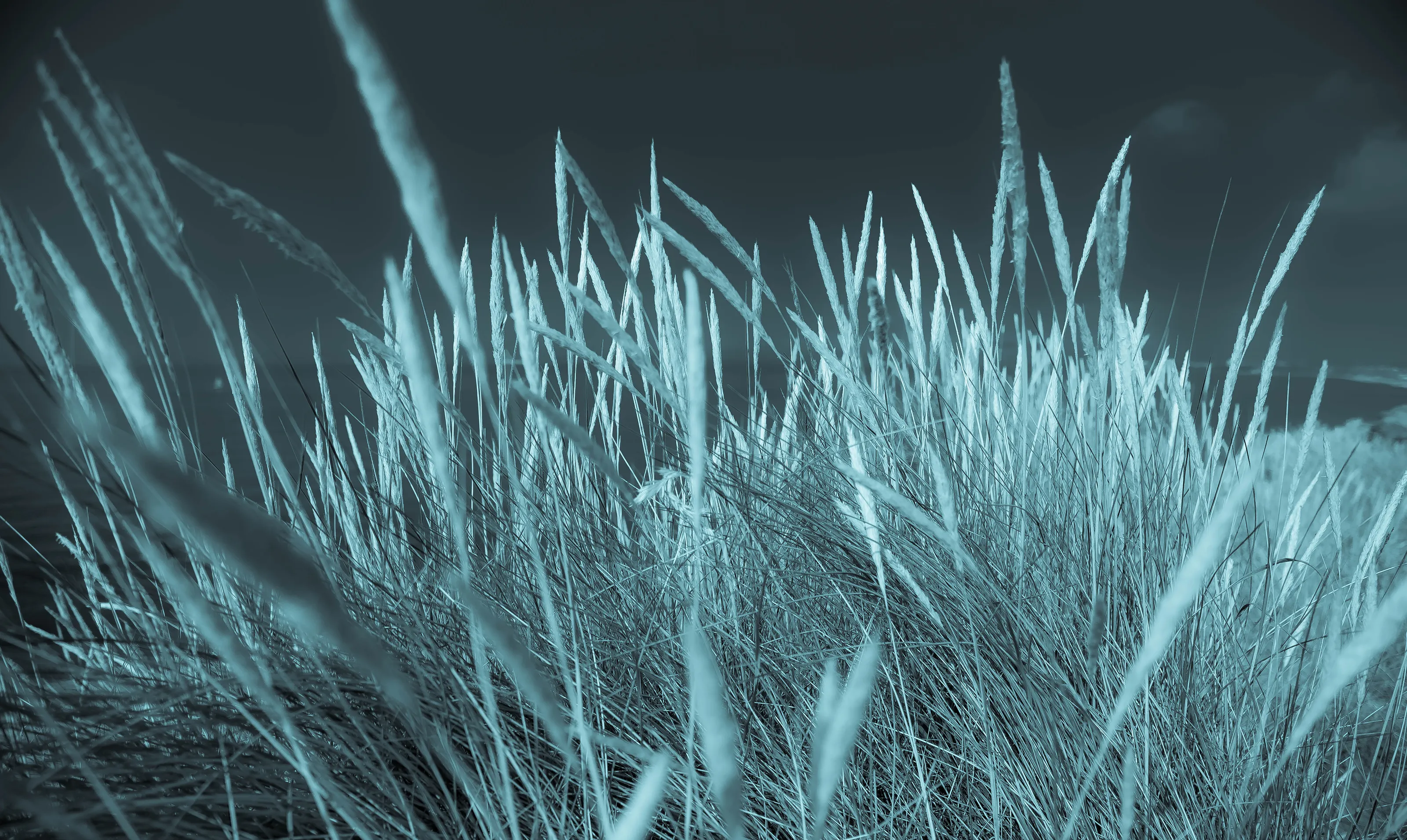 Grass