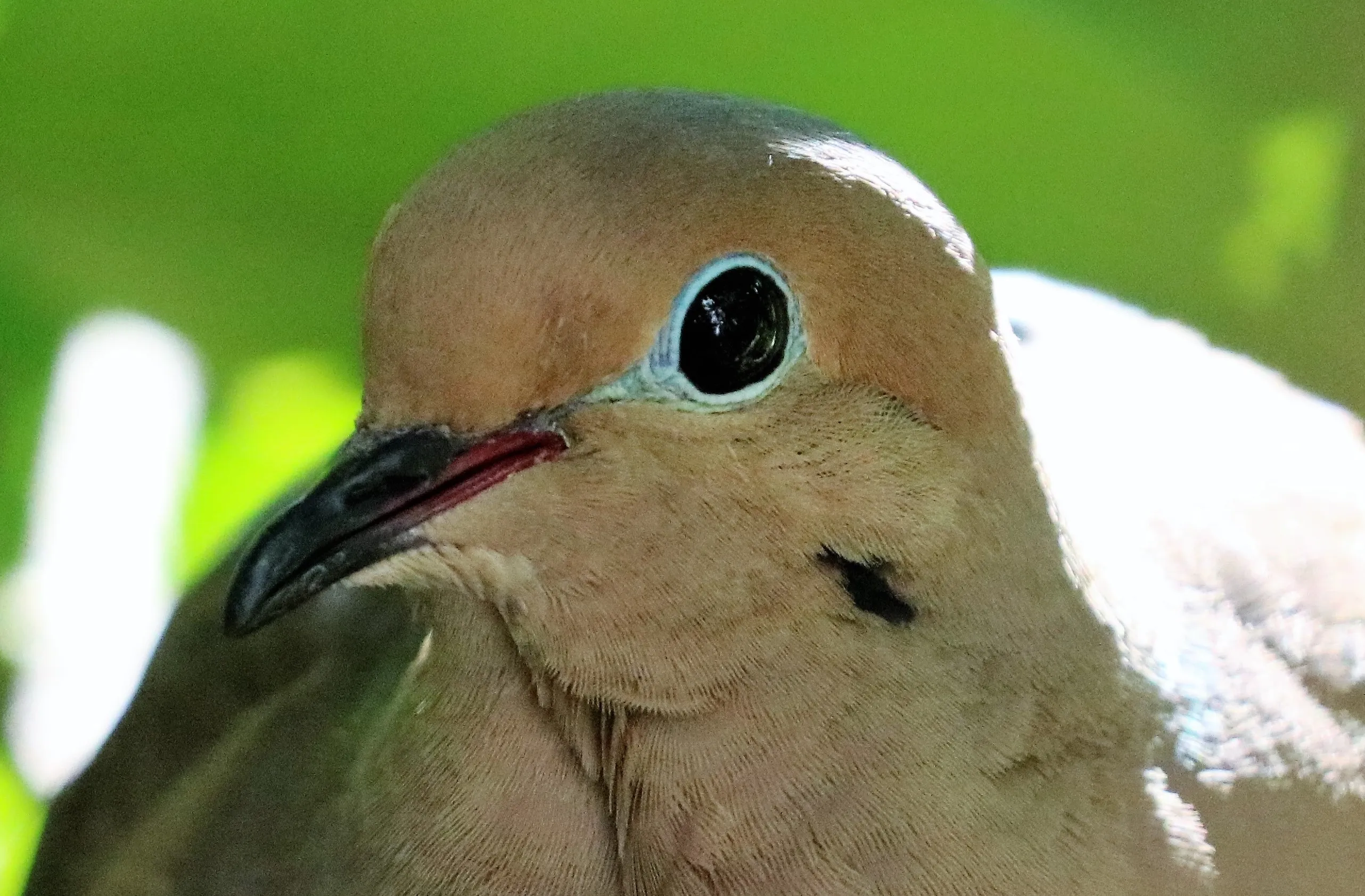 Doves