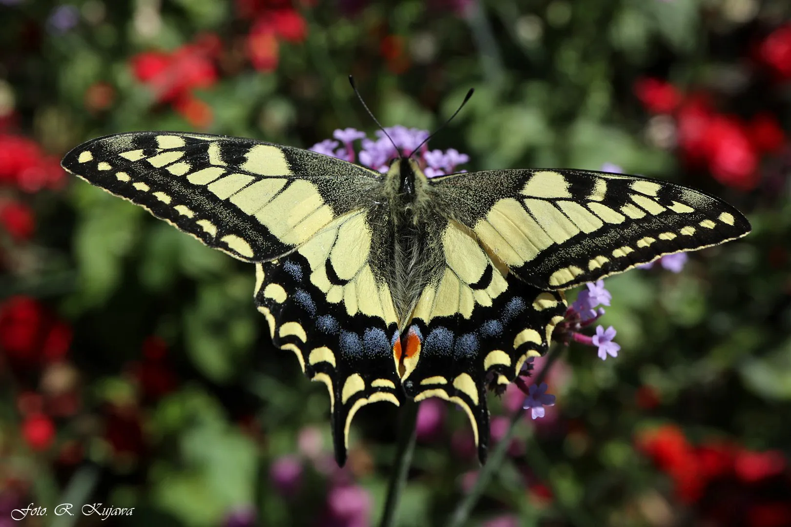 Butterflies