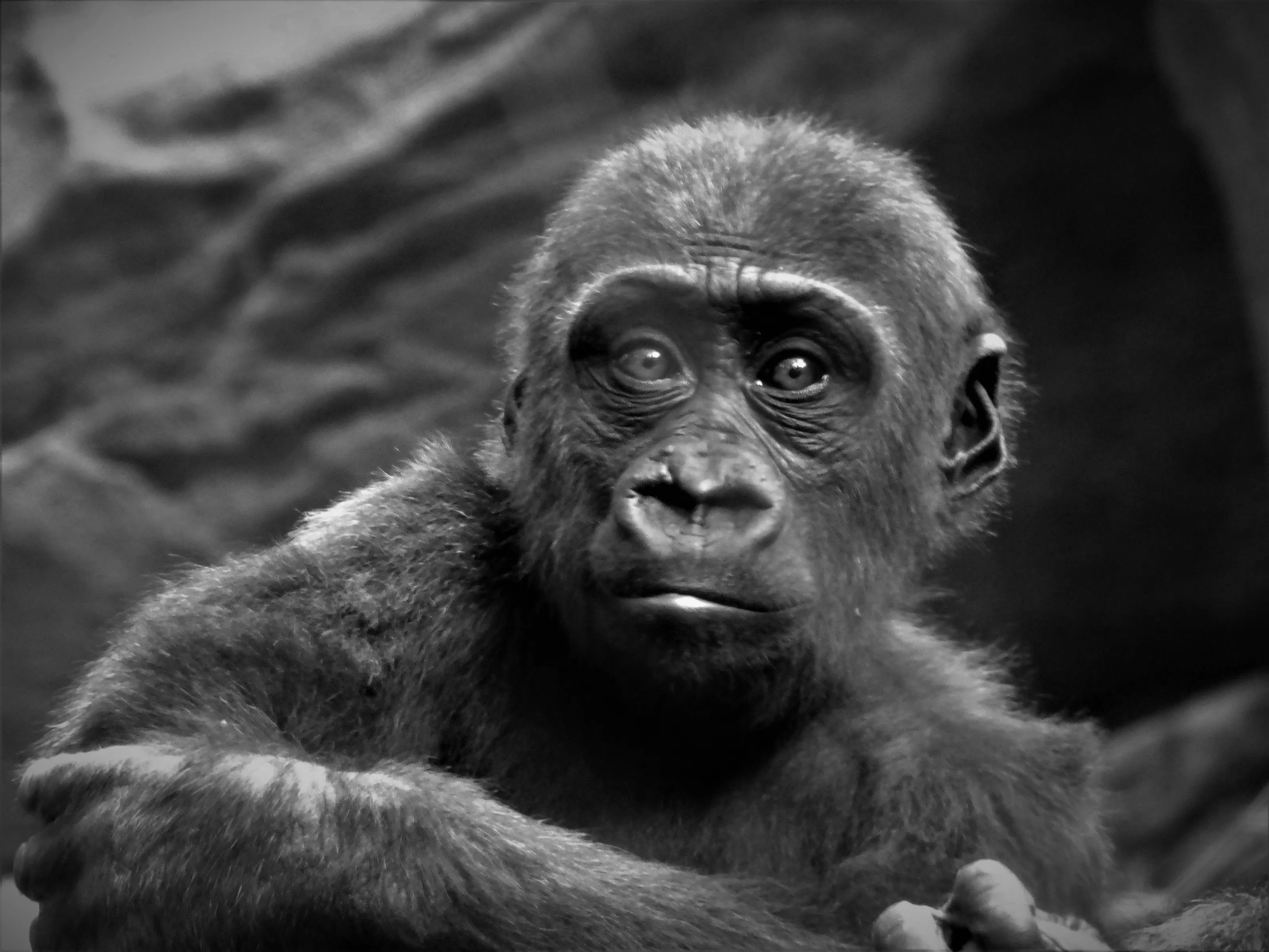 Animal Photography