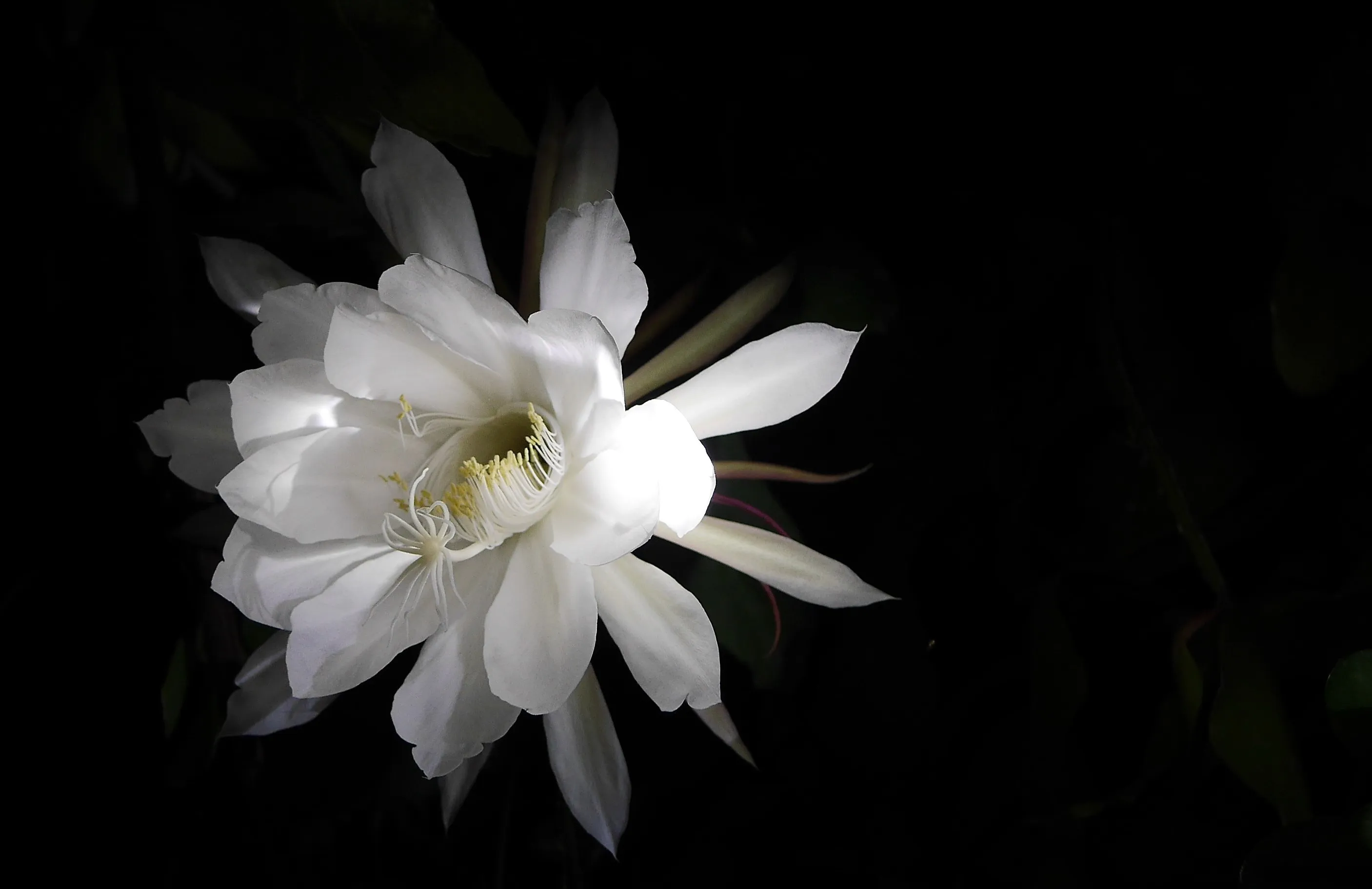 Cactus flowers