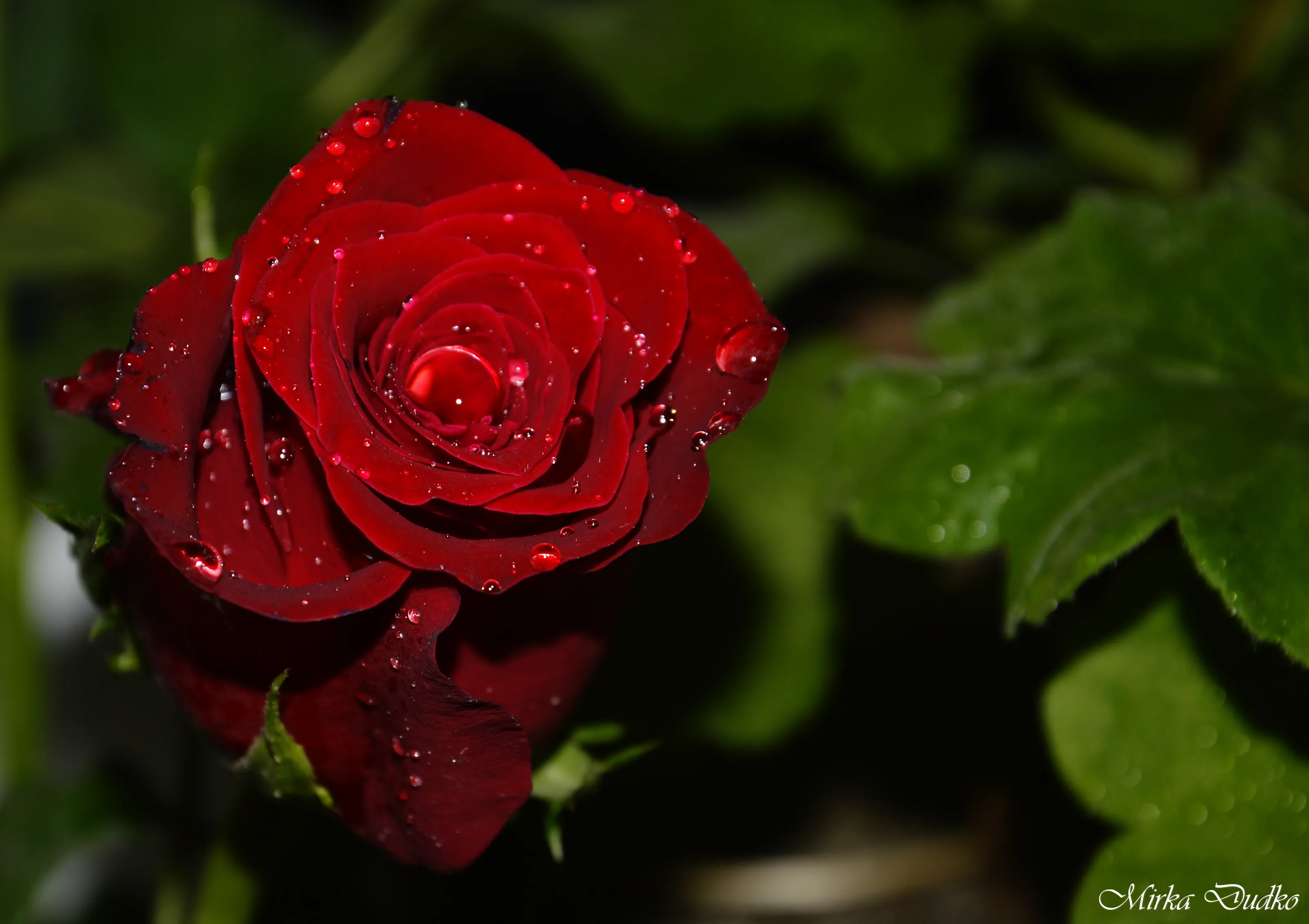 Flowers in the rain