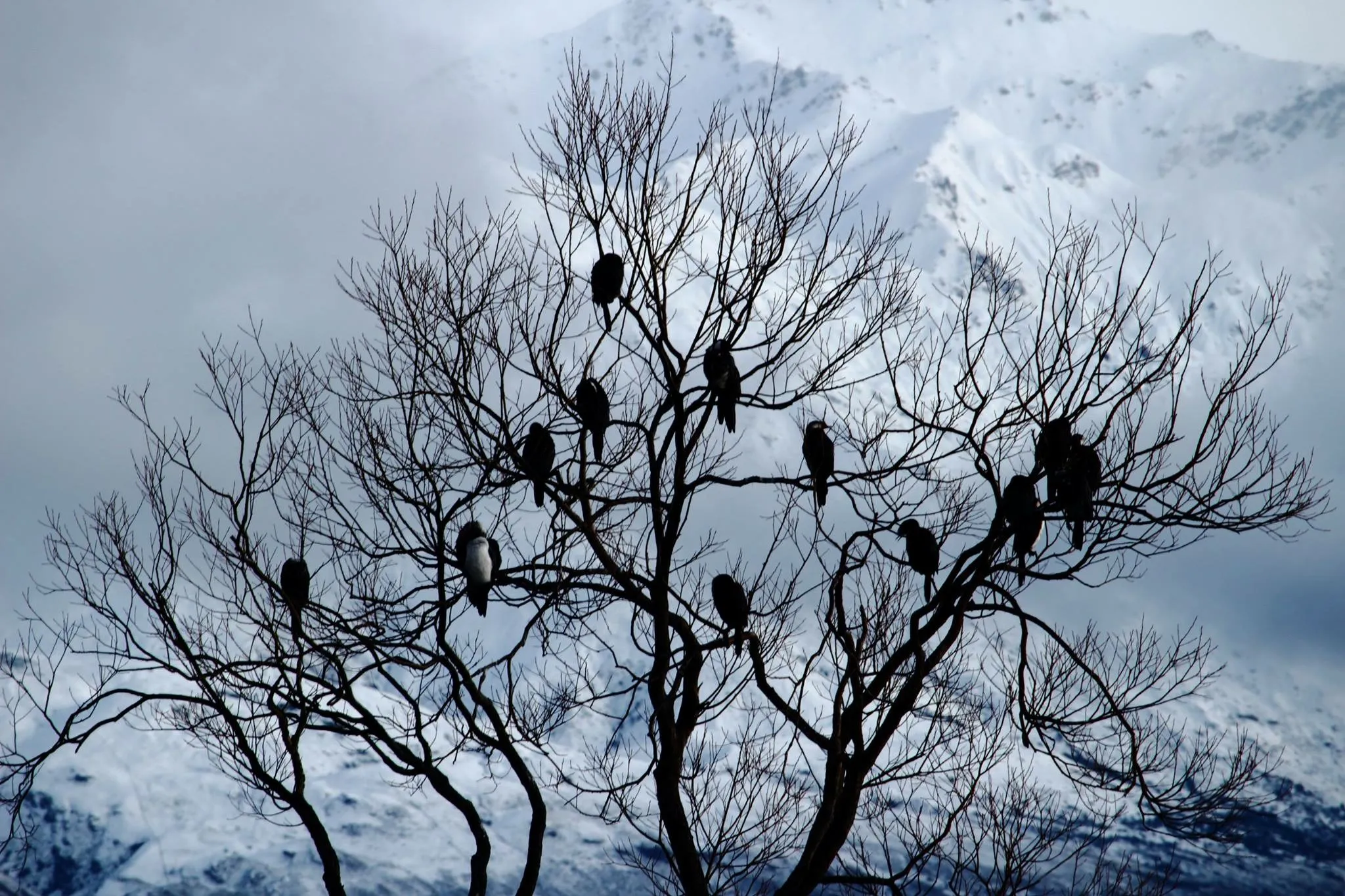 Birds in trees