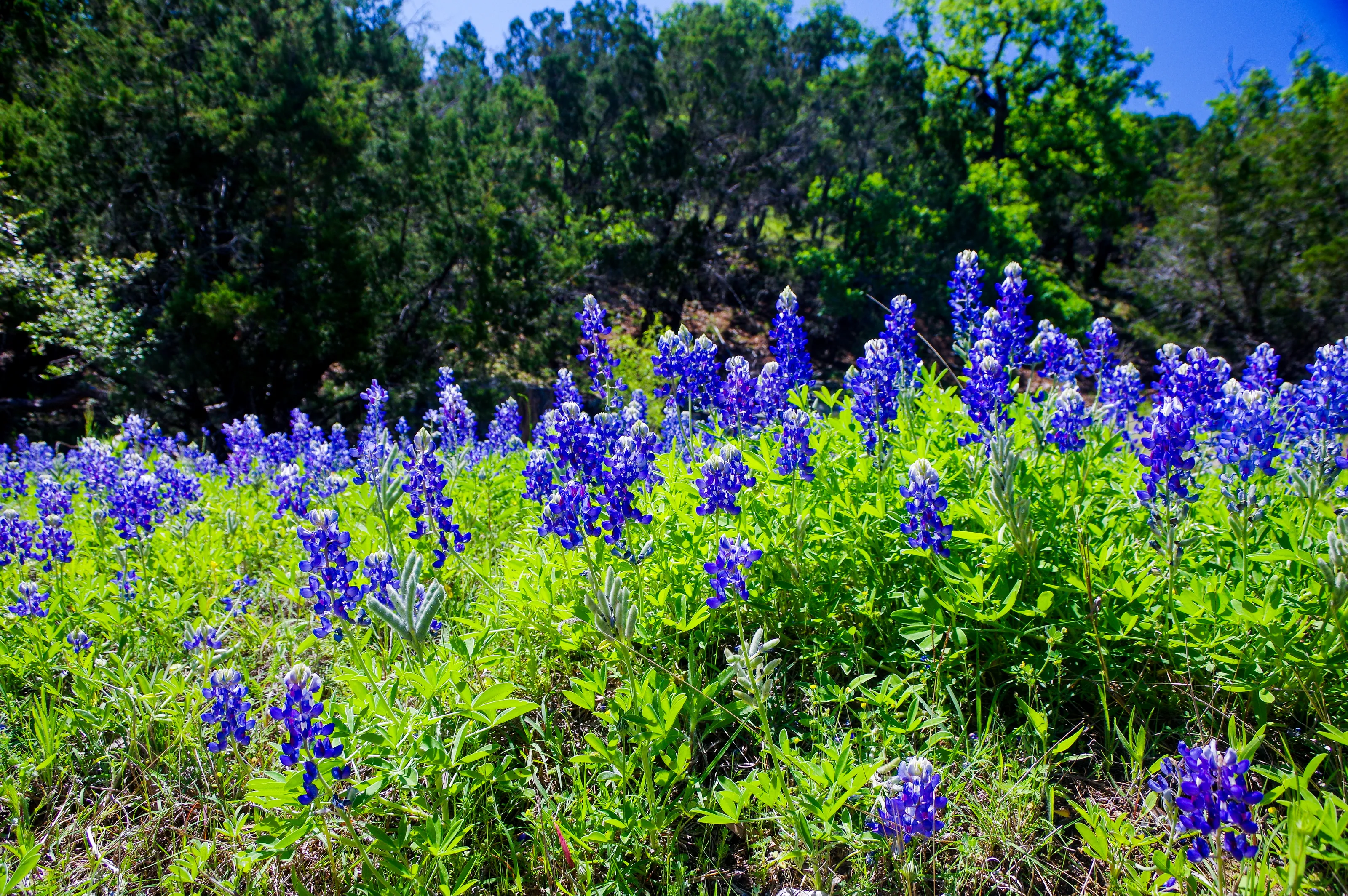 Outdoor photographs of Blue Flowers