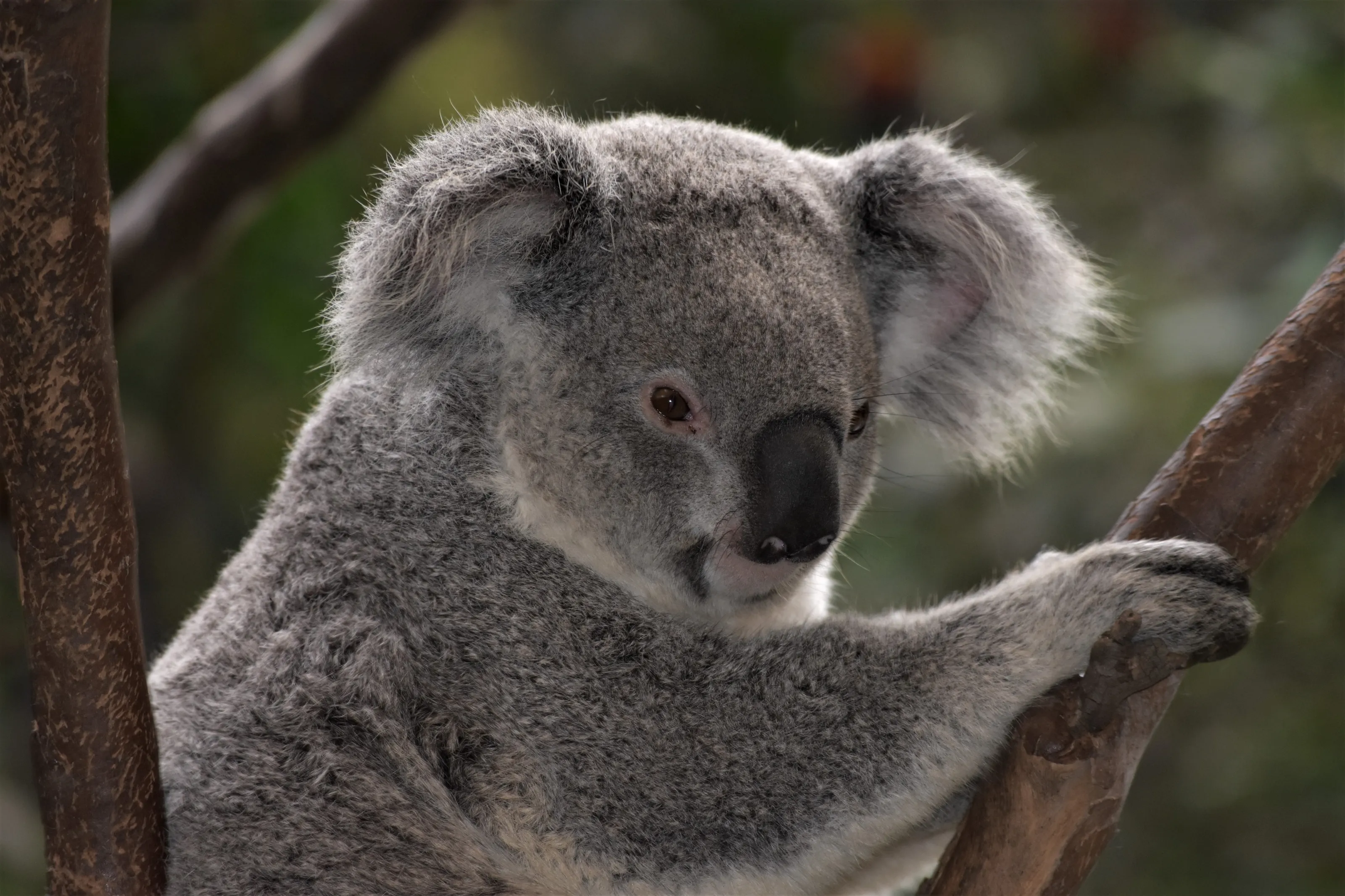 Australian animals