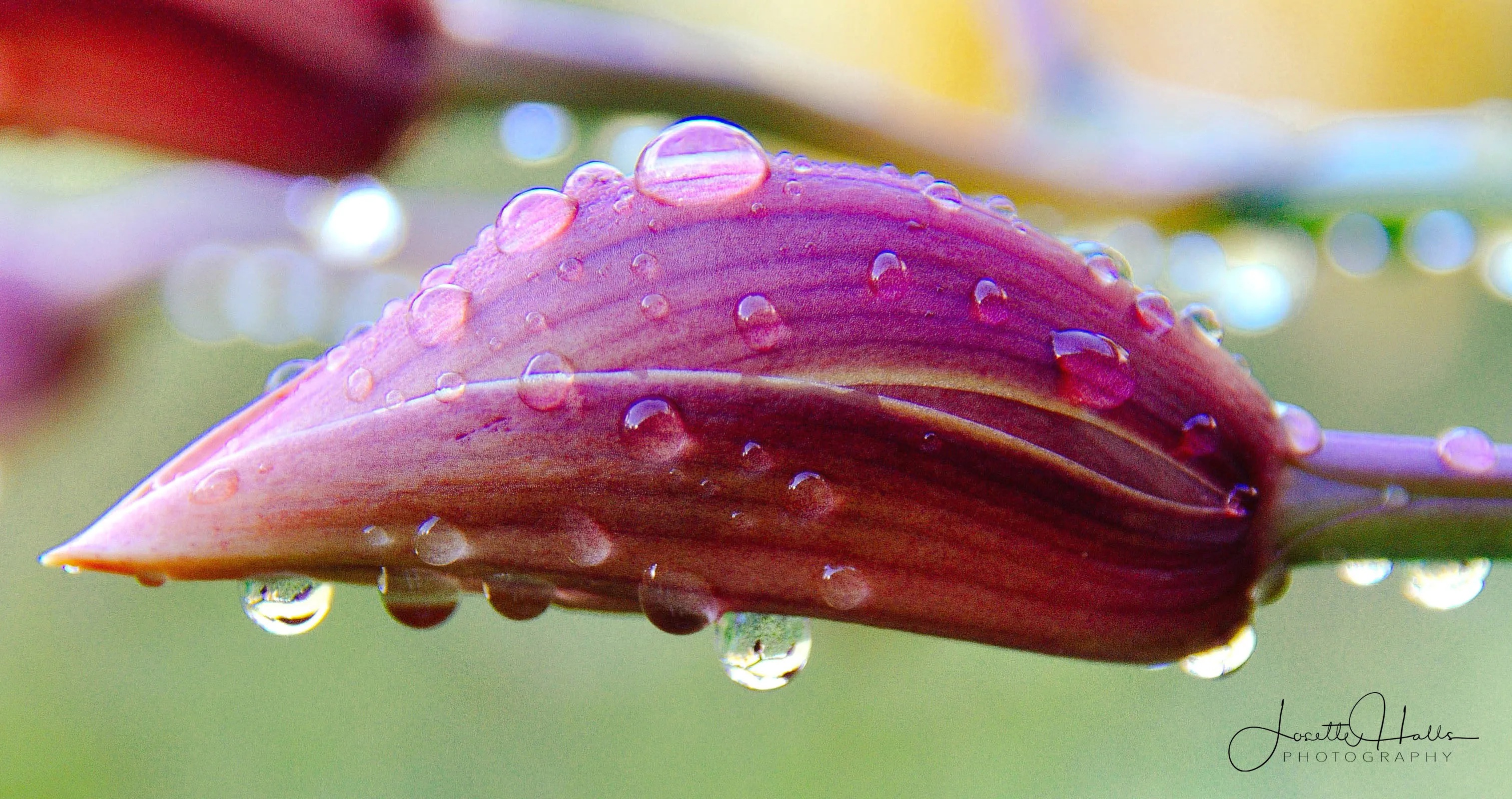 Buds