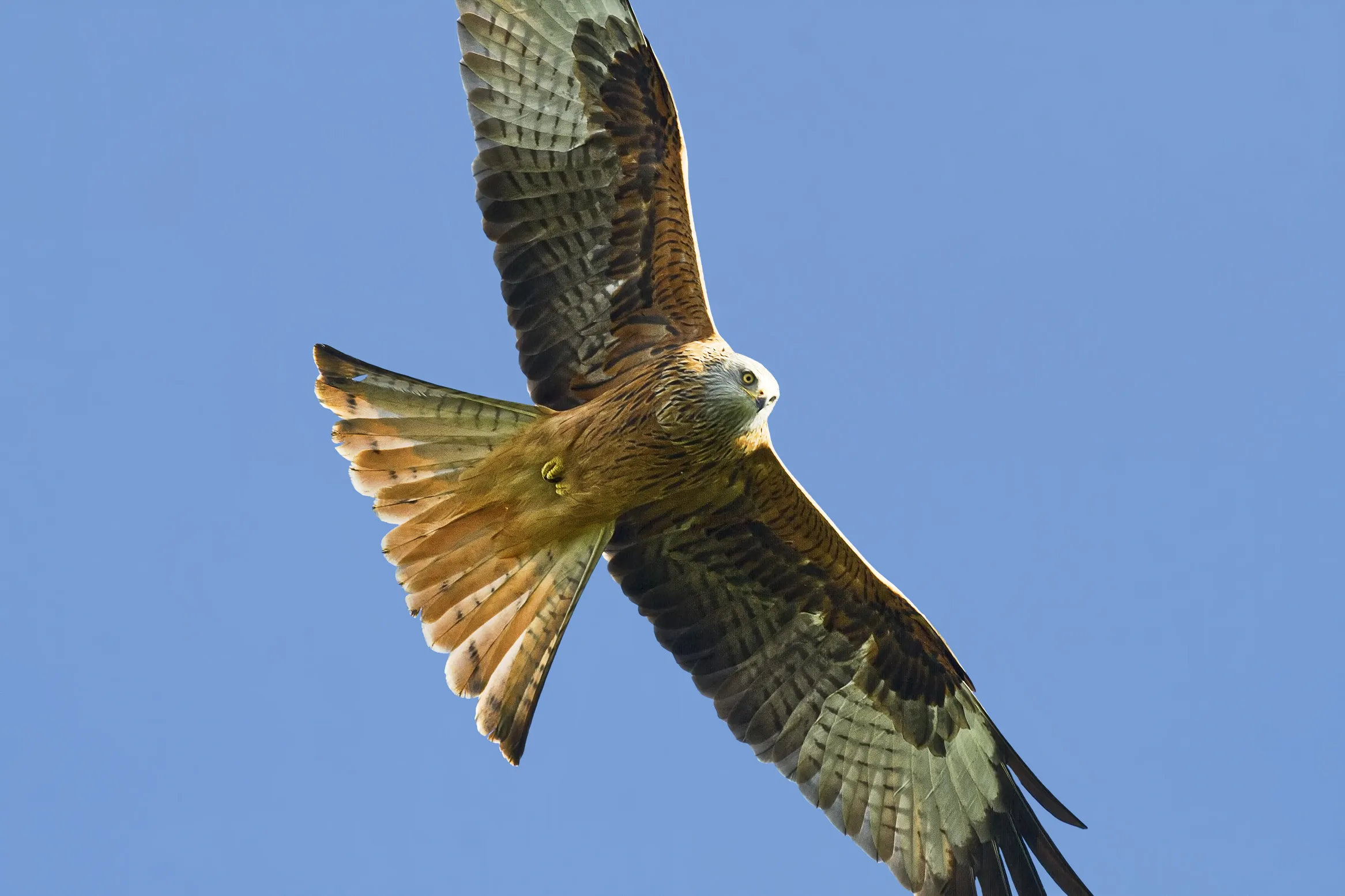 Red Kites