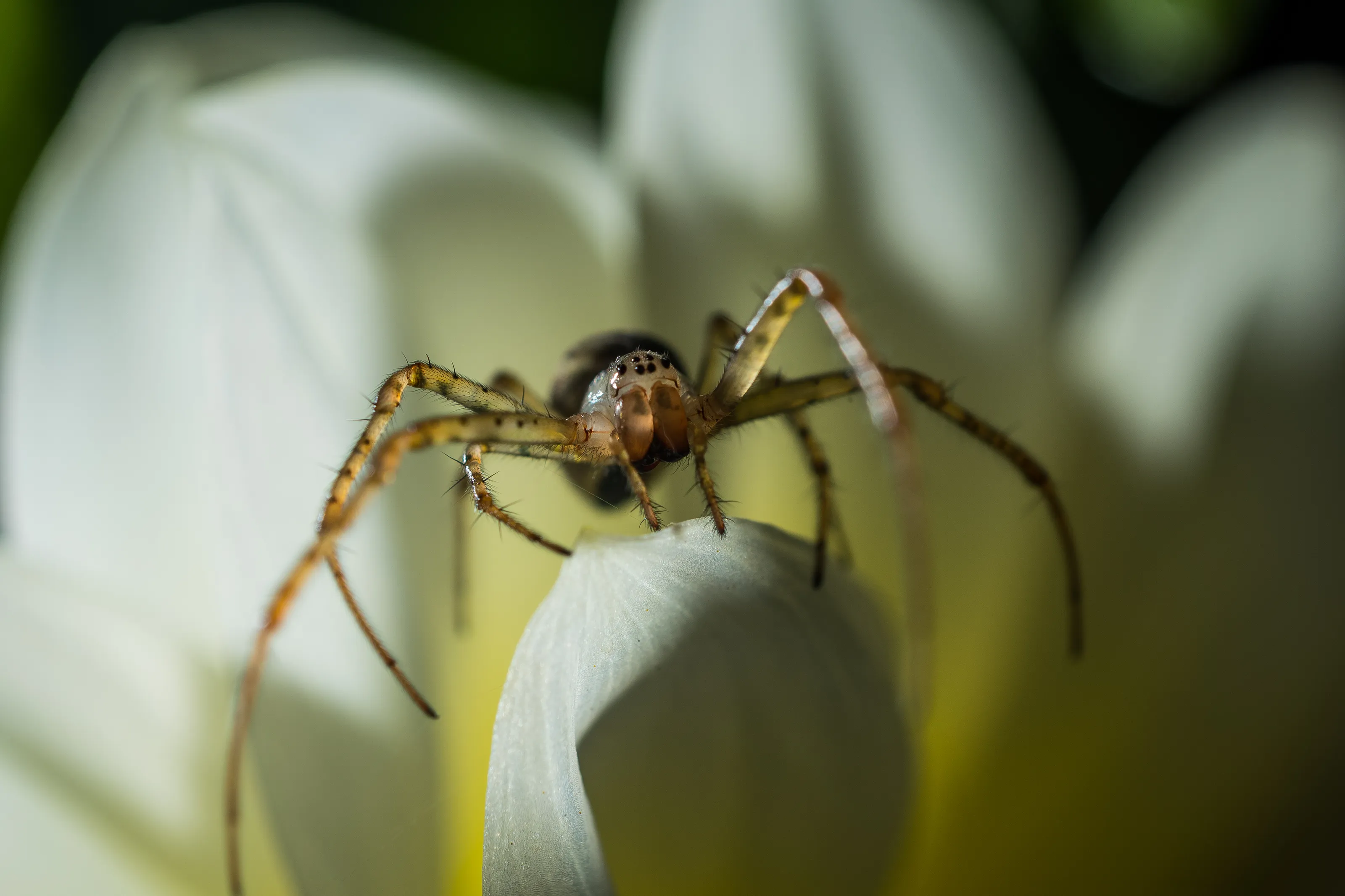 Spiders