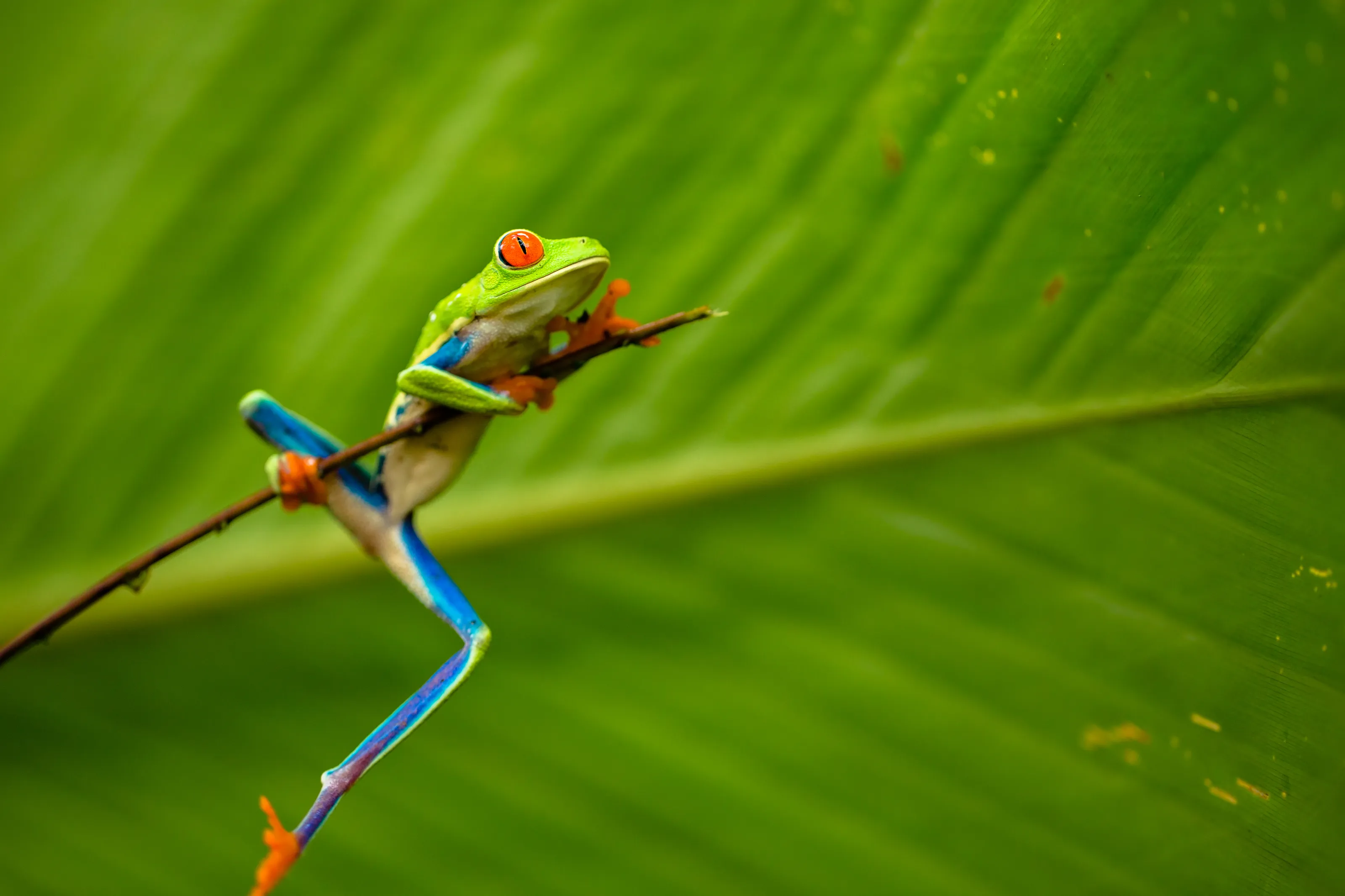 Tree frogs