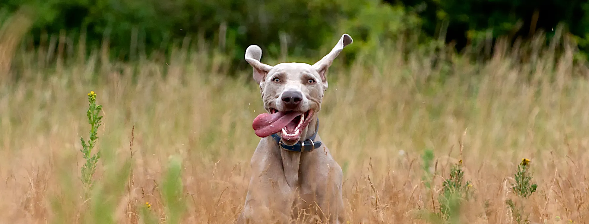 Amusing animals!