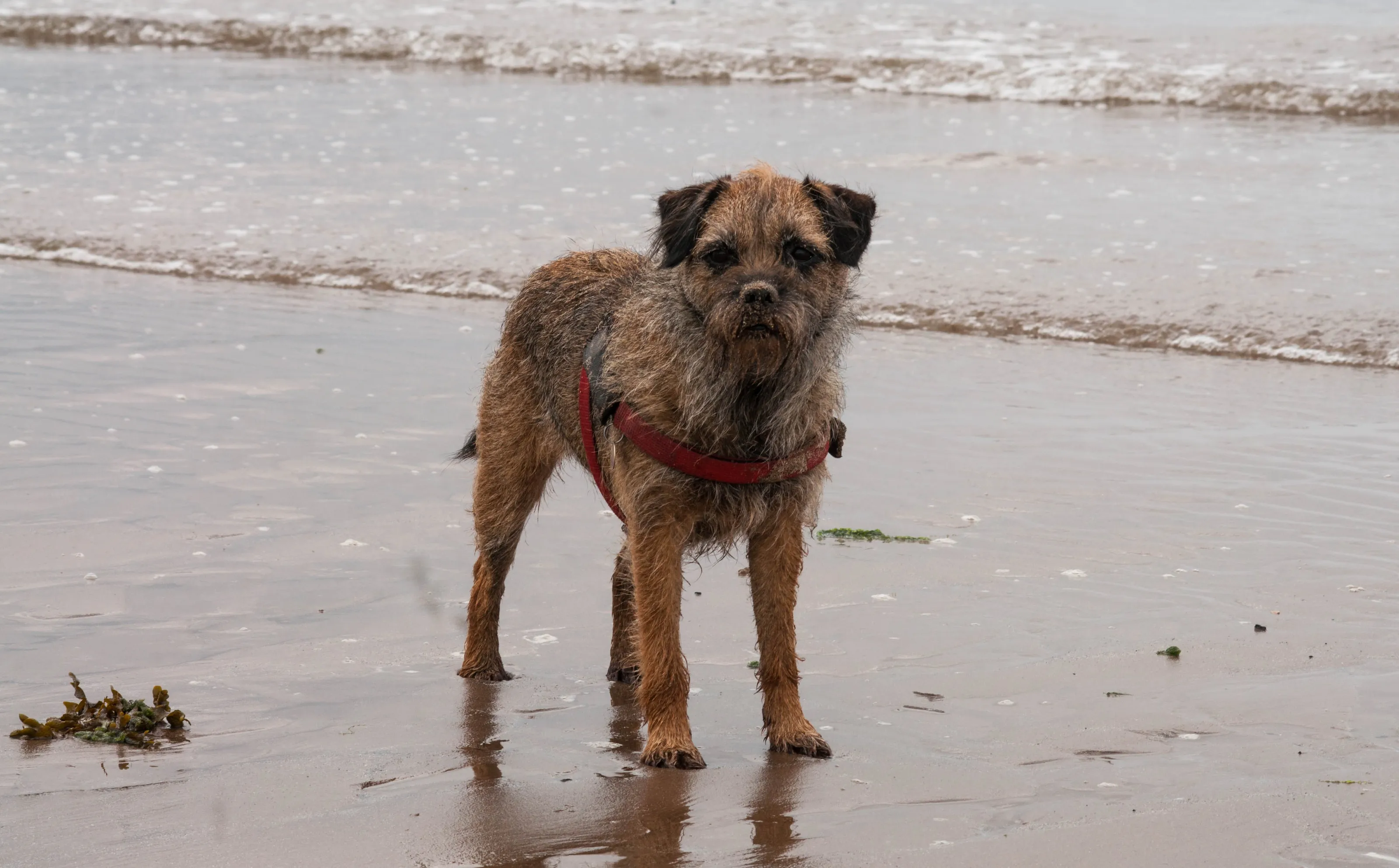 Border Terriers only