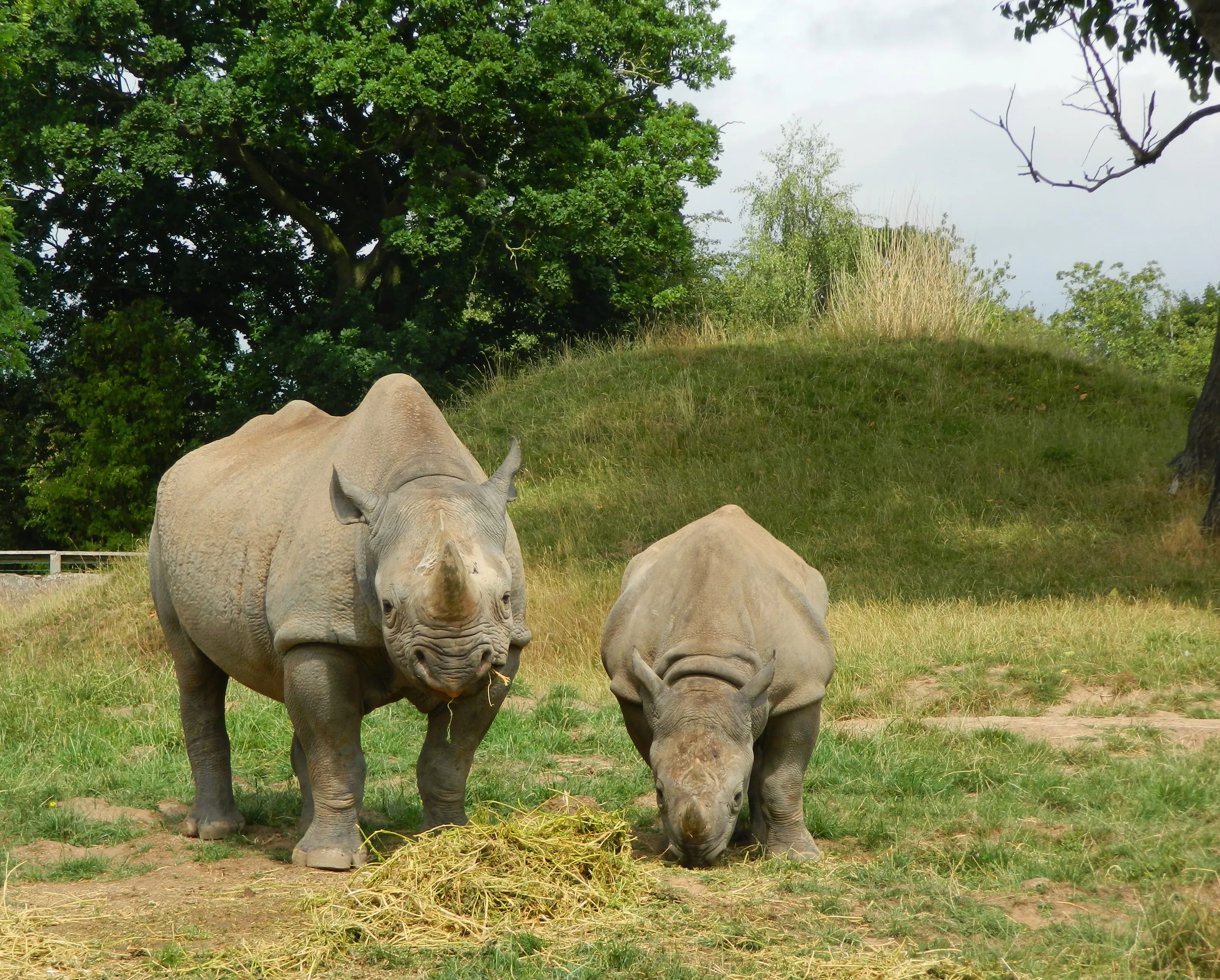 The Majestic Rhinoceros