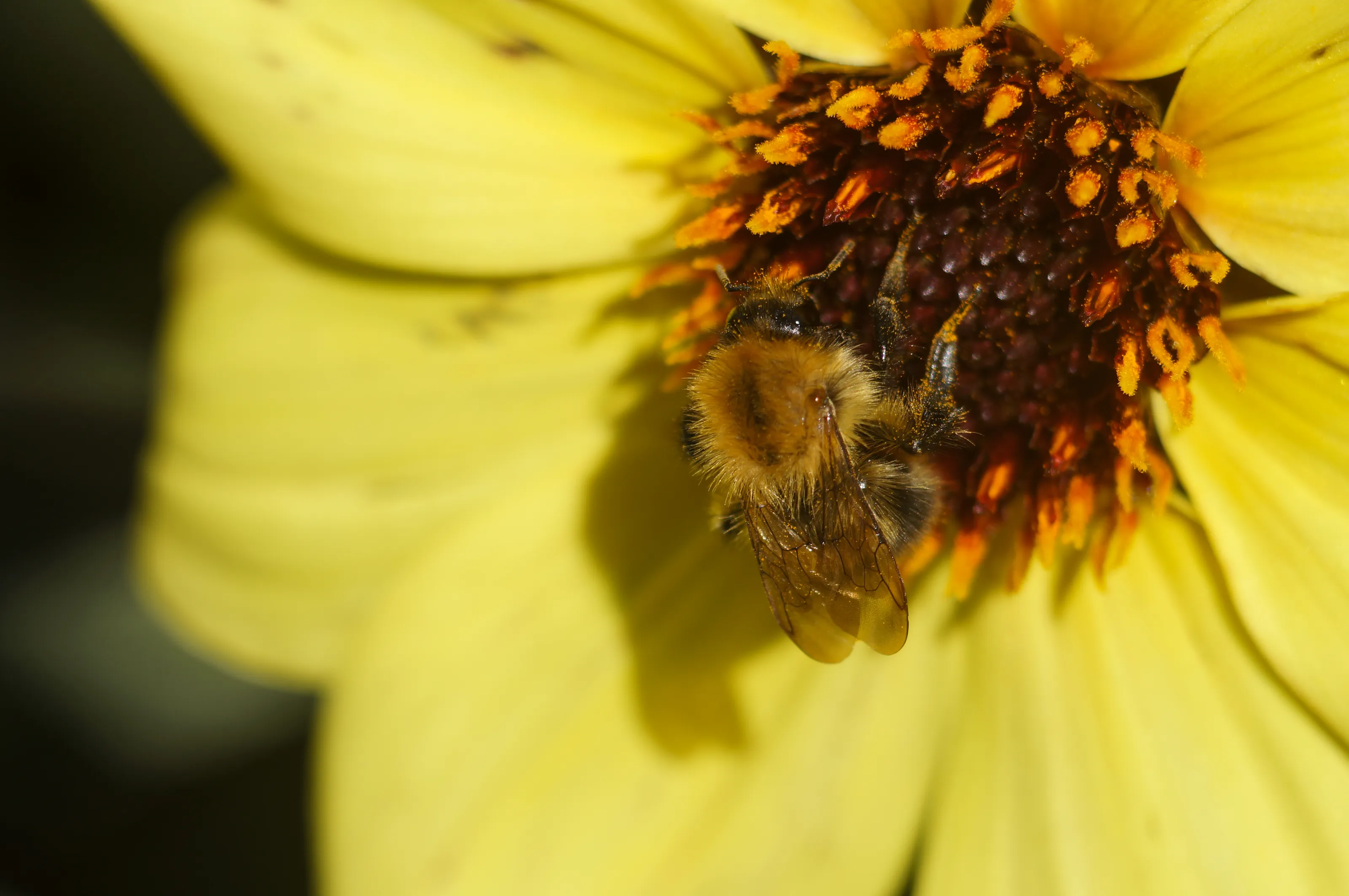 Bees