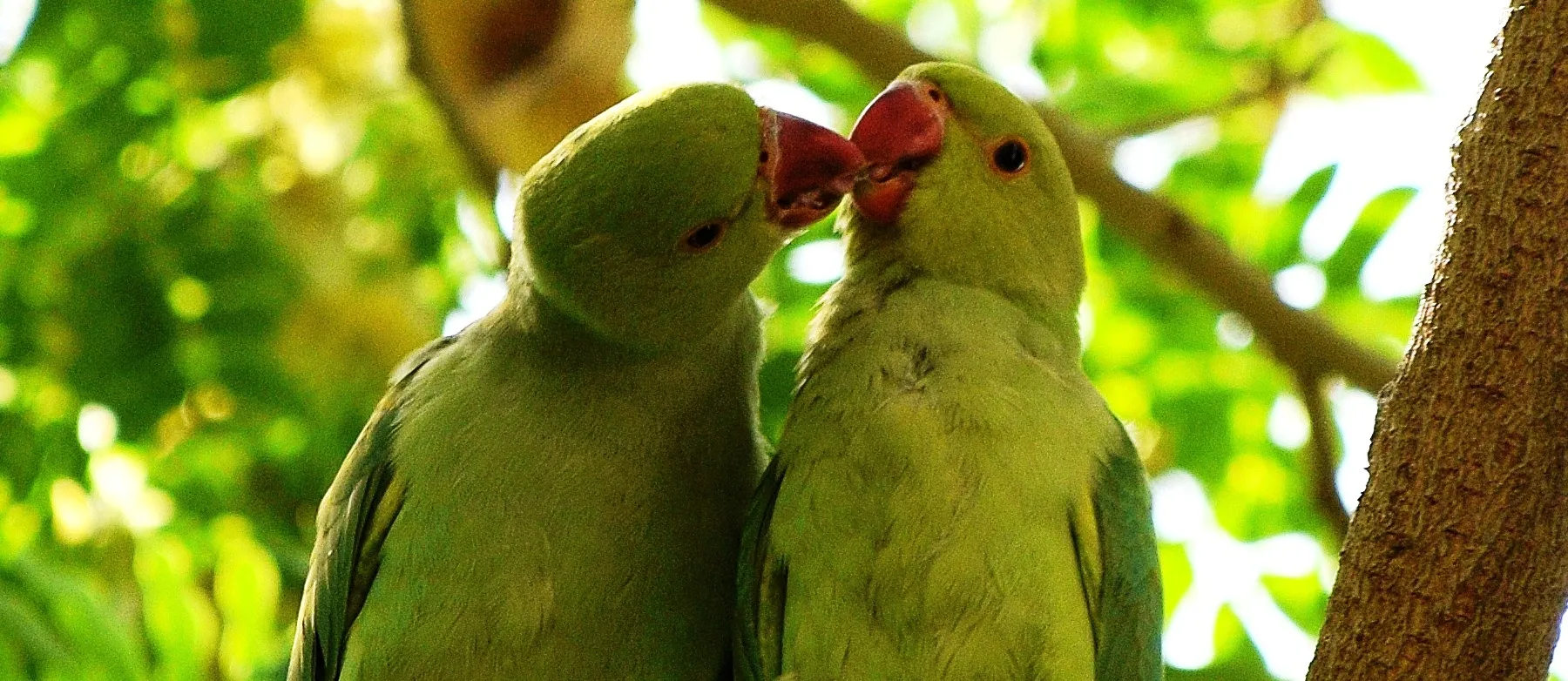 Pair of Birds
