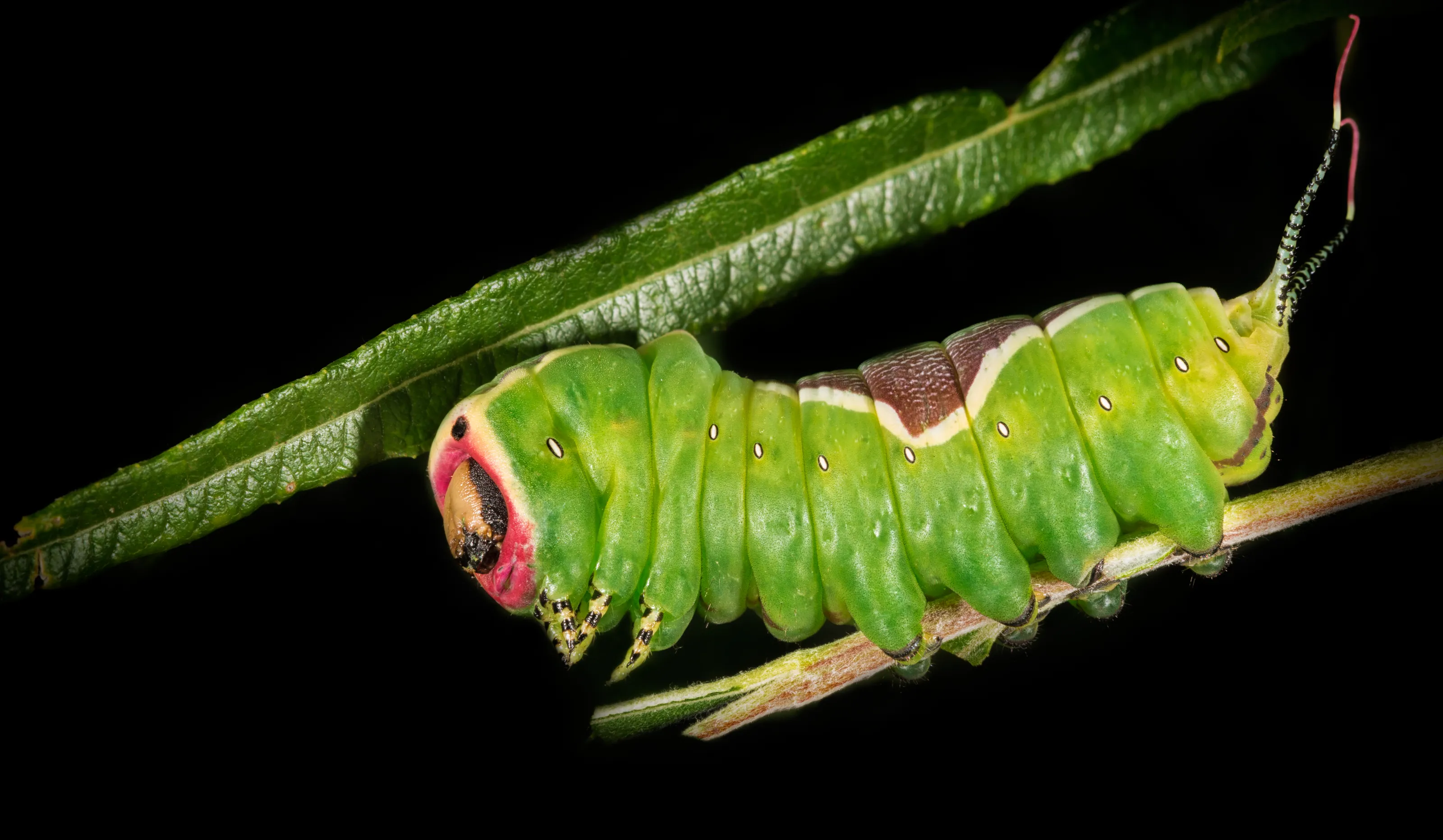 Caterpillars