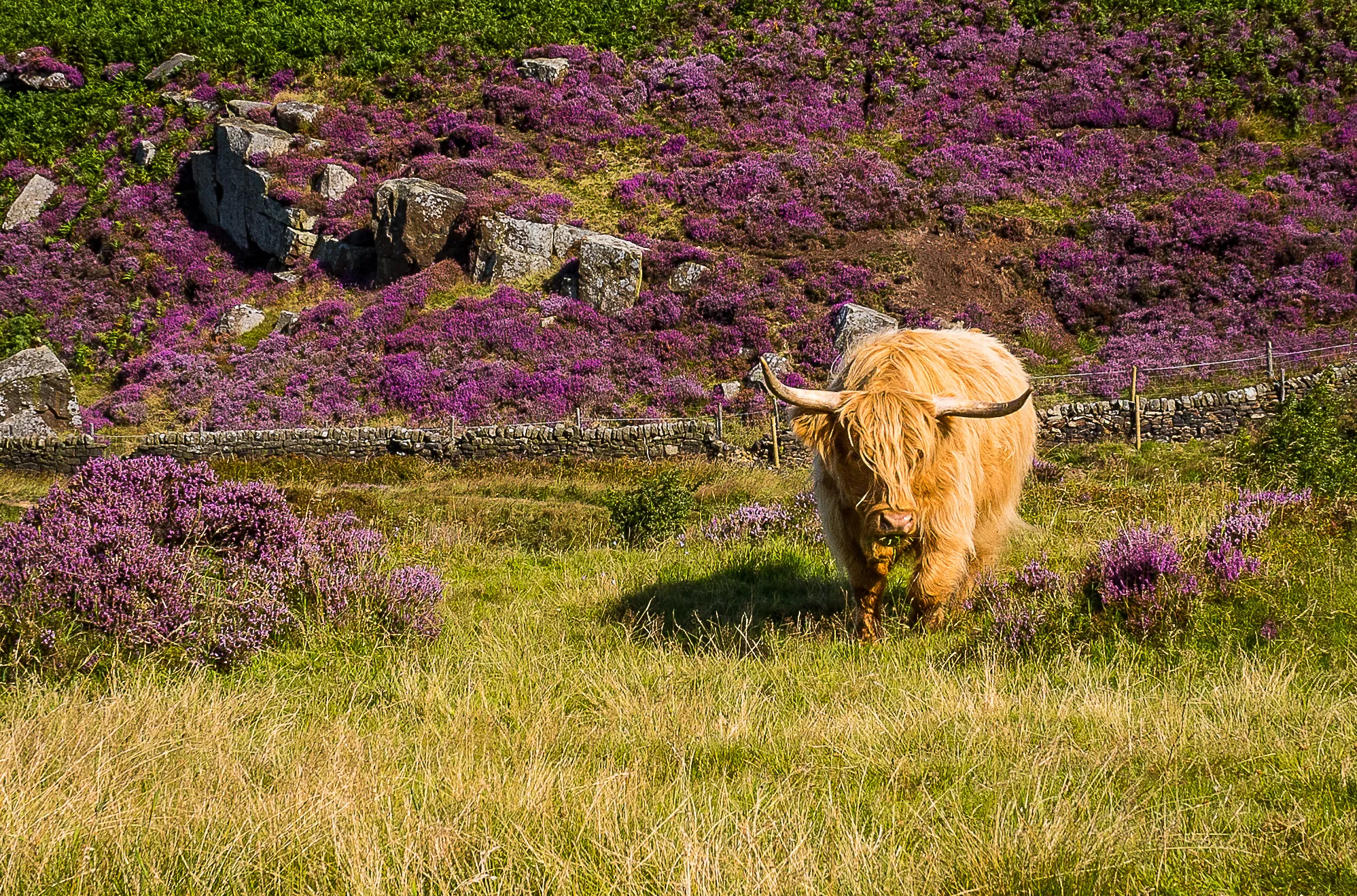 Among the Heather