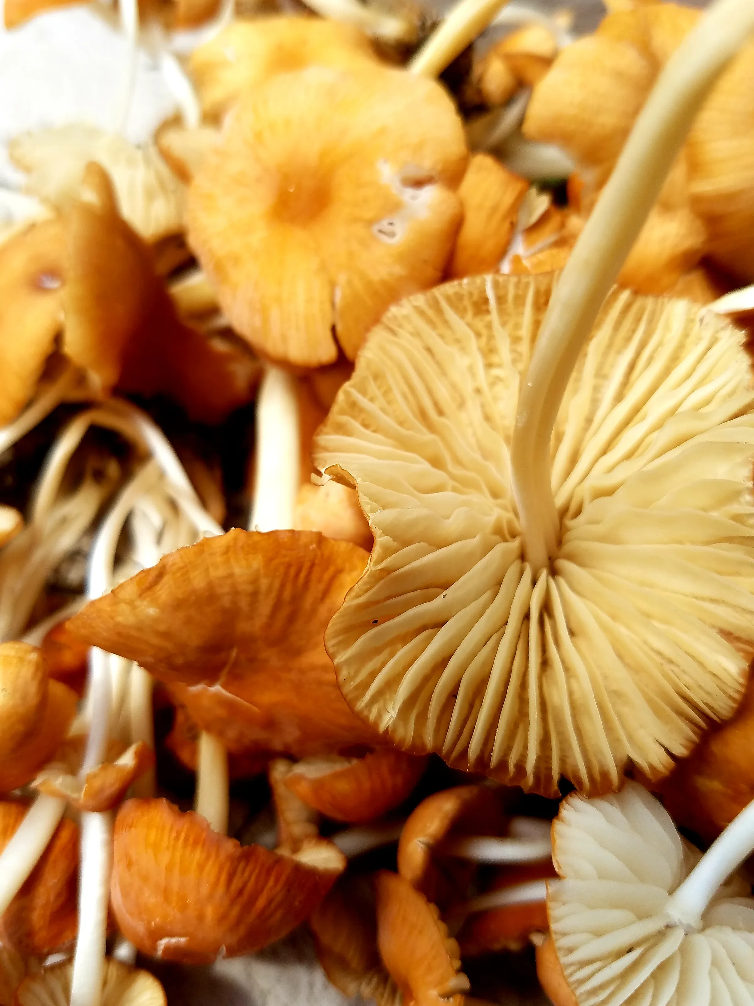 Mushrooms