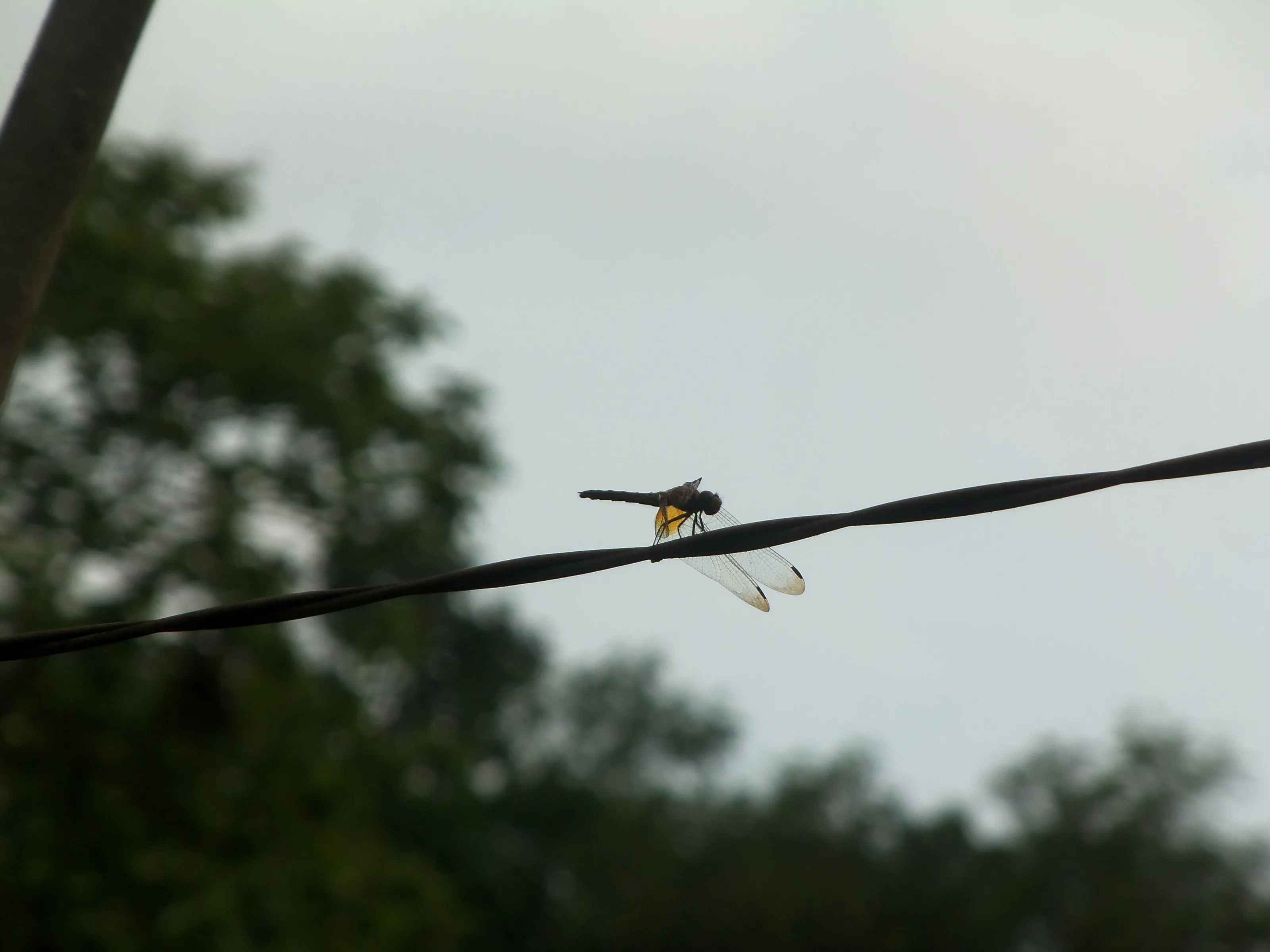 Dragonflies