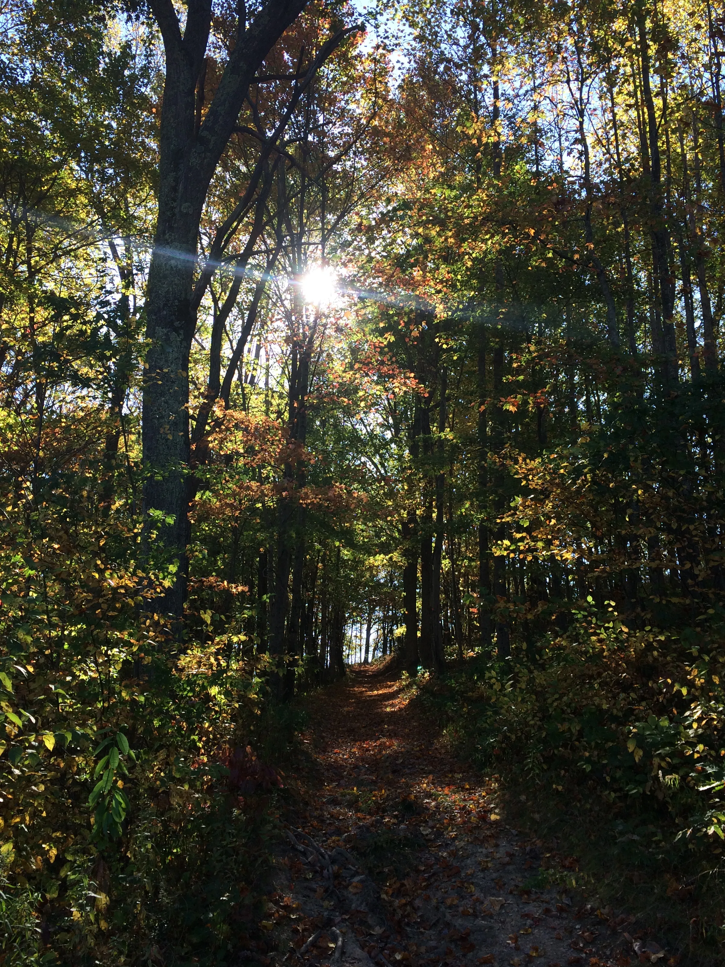 Walk In The Woods
