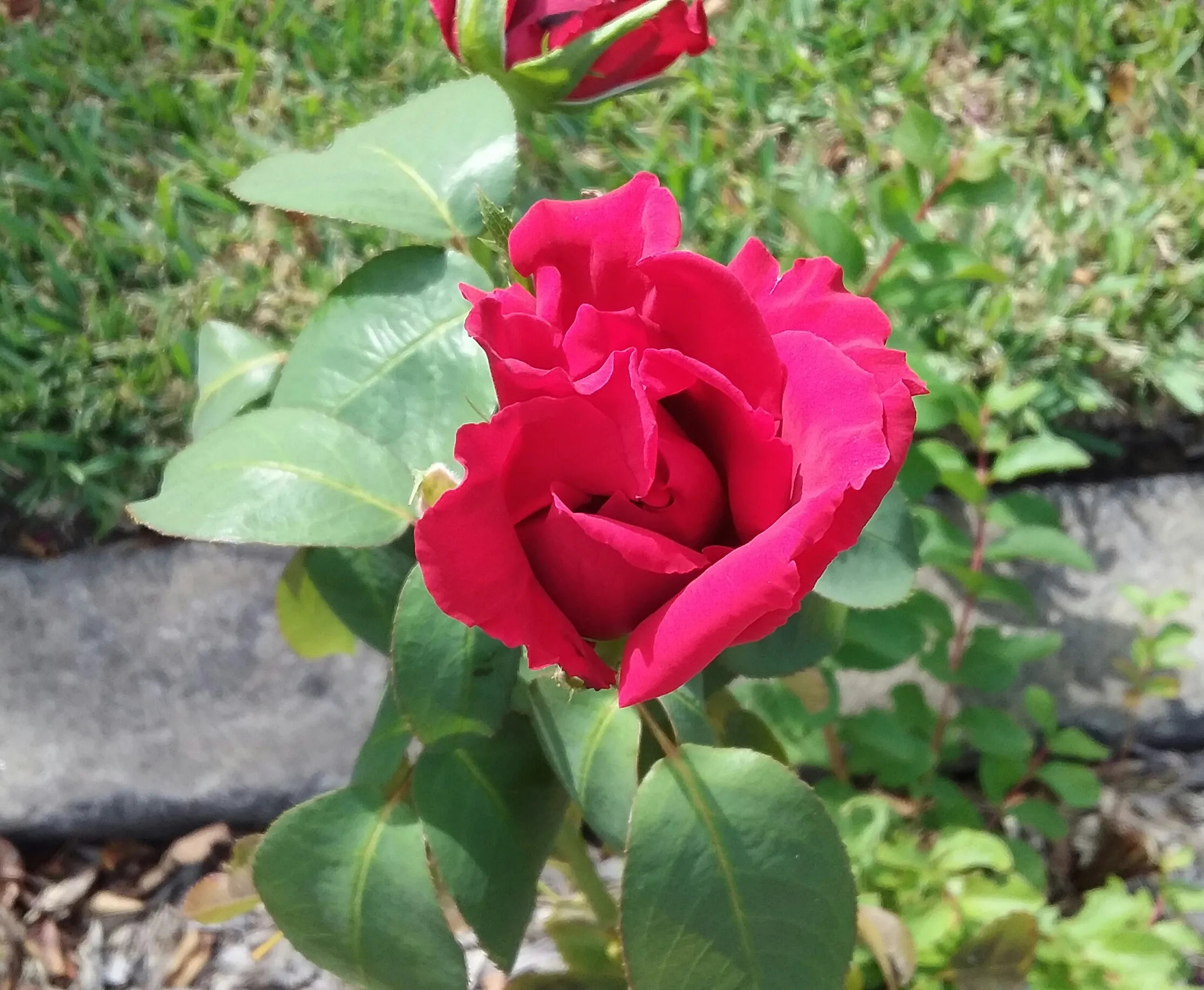 A Rose