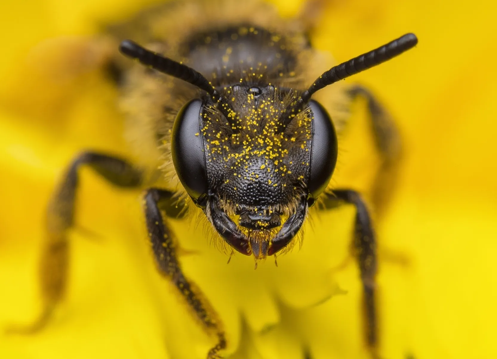 Macro