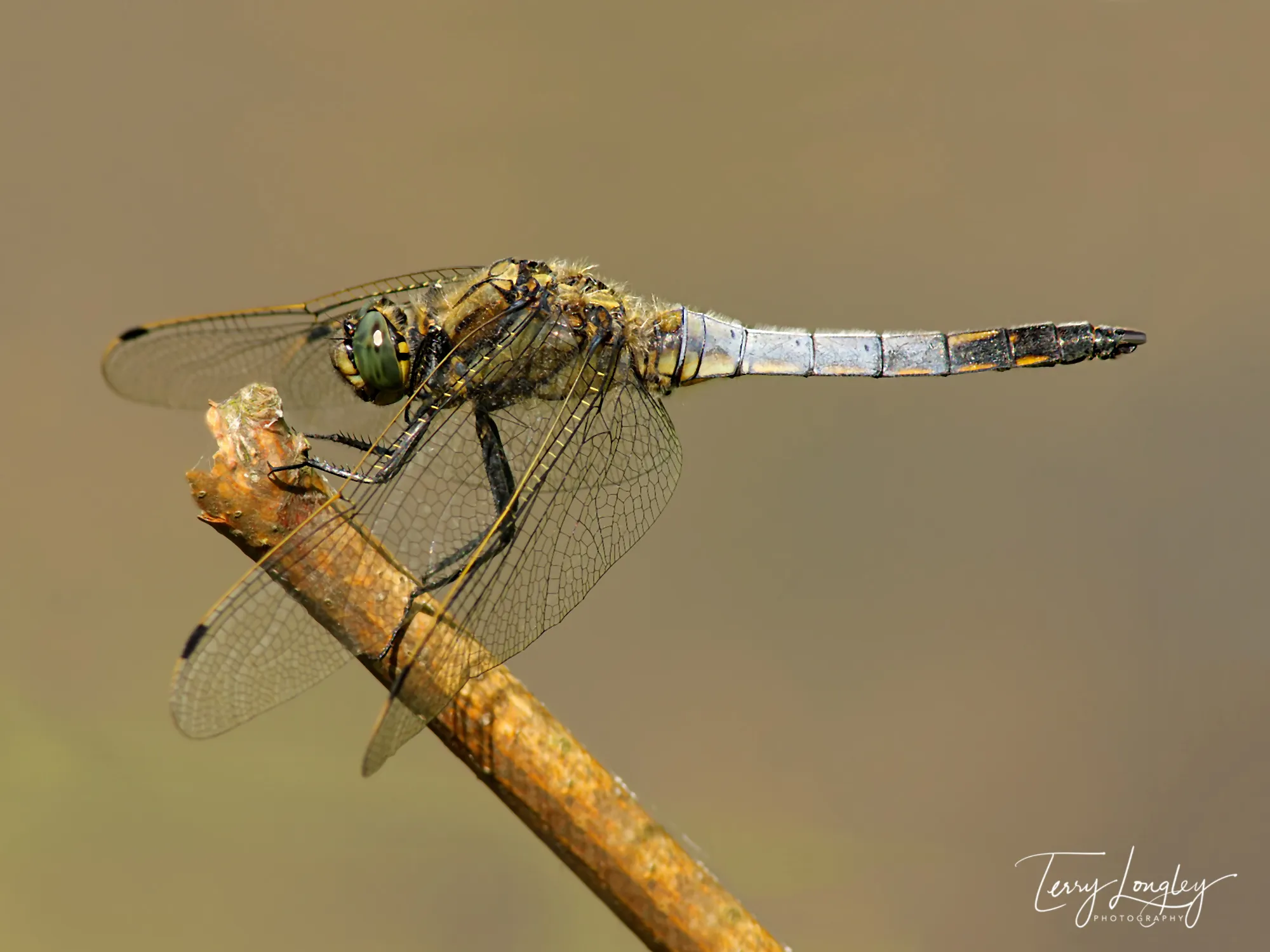 The Beauty of Dragonflies and Damselflies