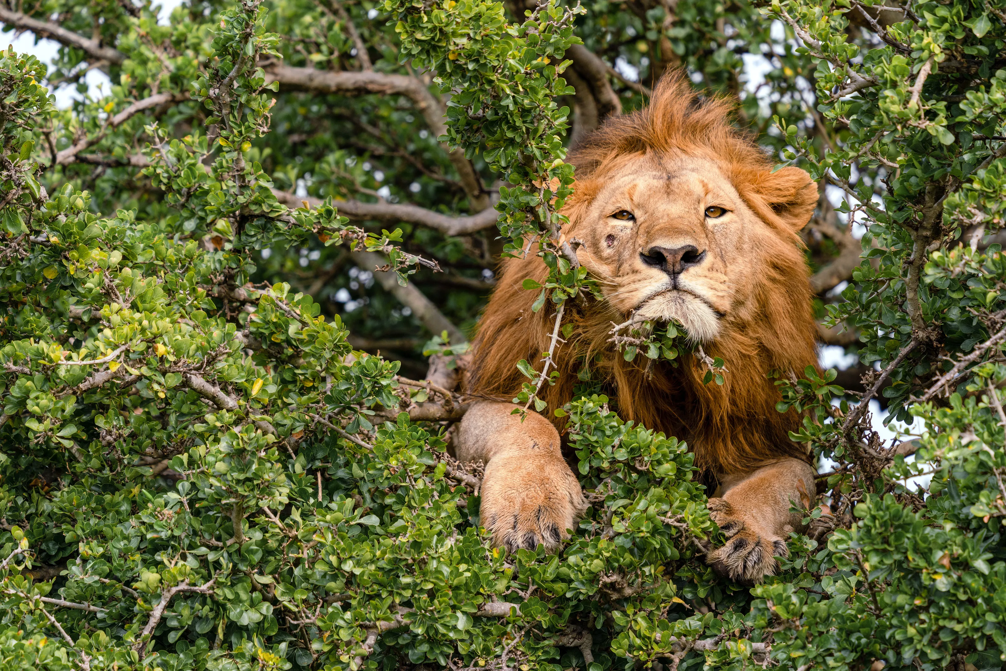 Big cats