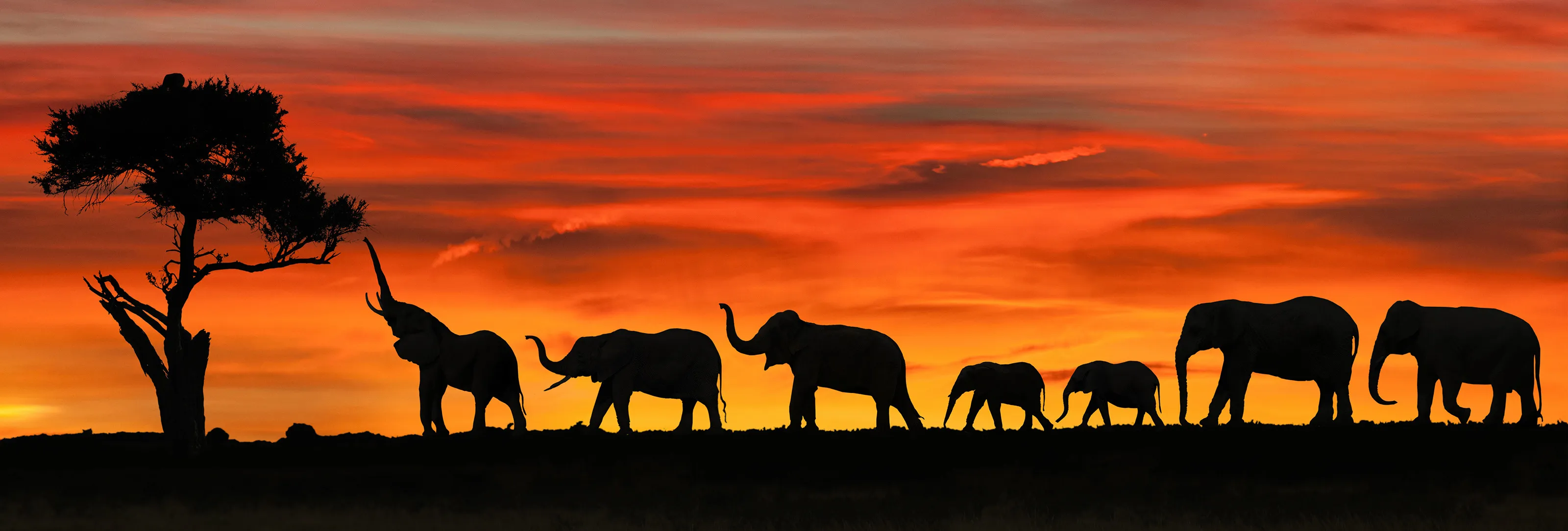 Shadows and silhouettes