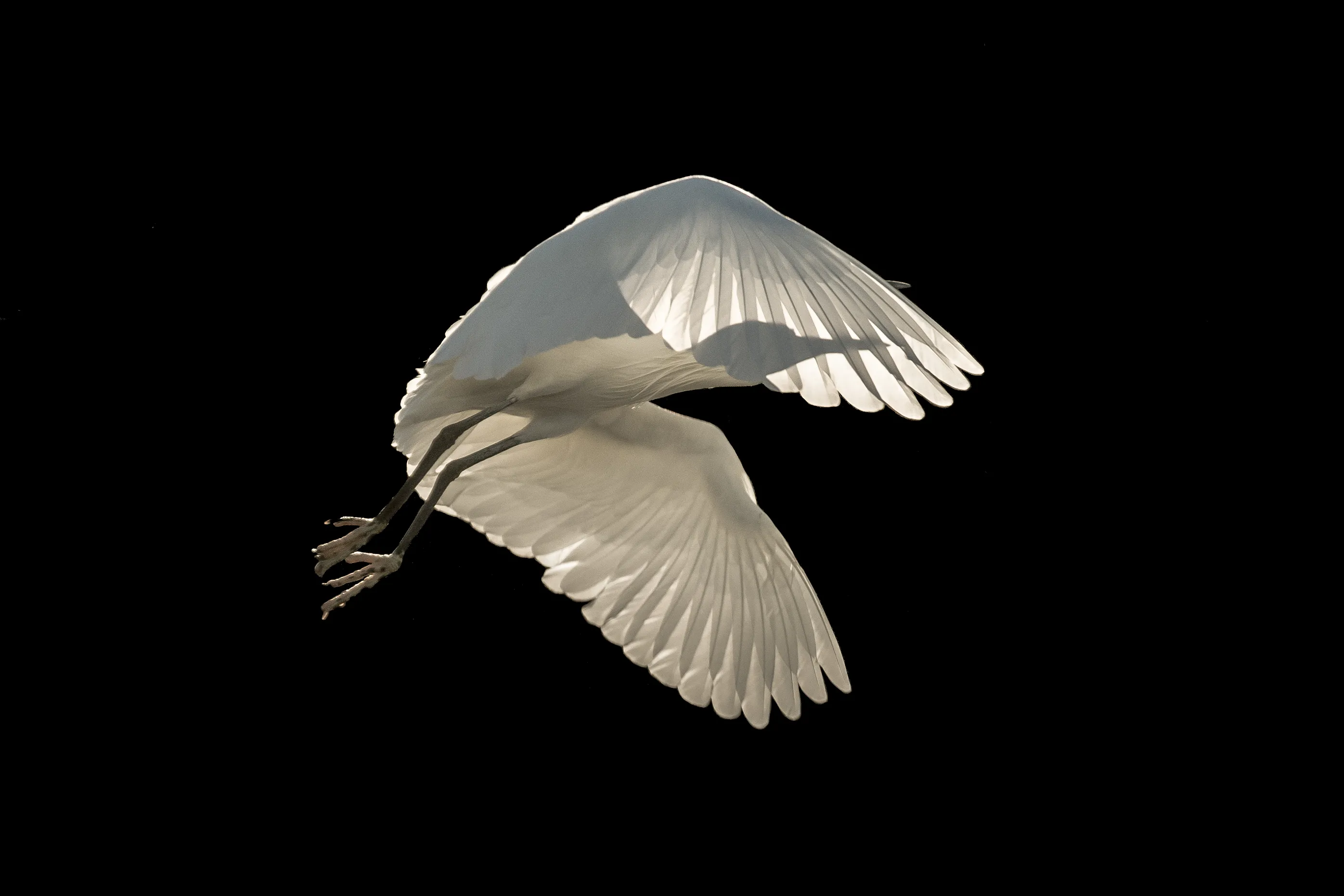 Birds in Flight