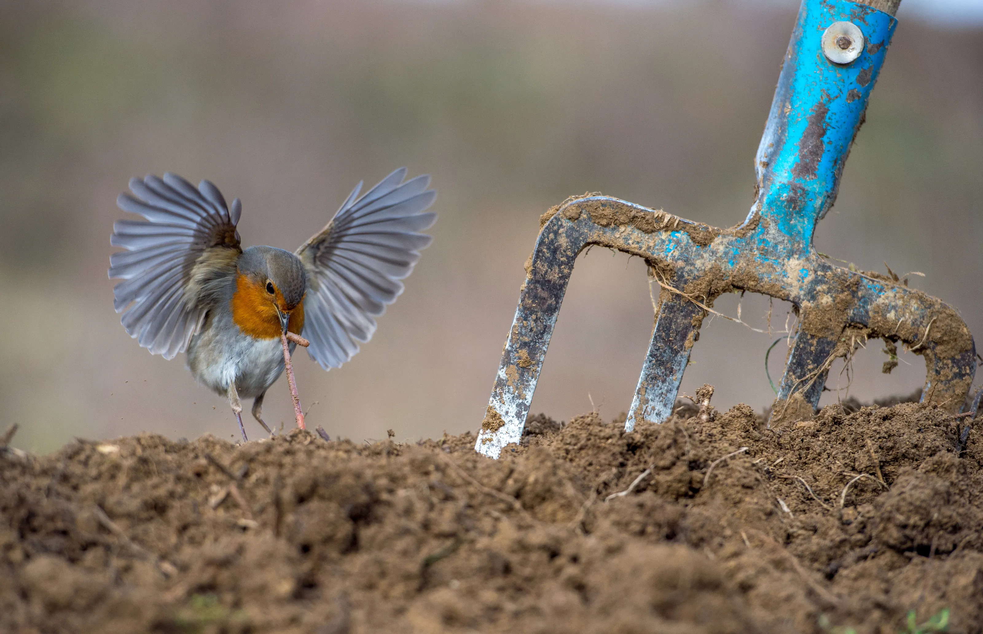 Garden and Urban Birds
