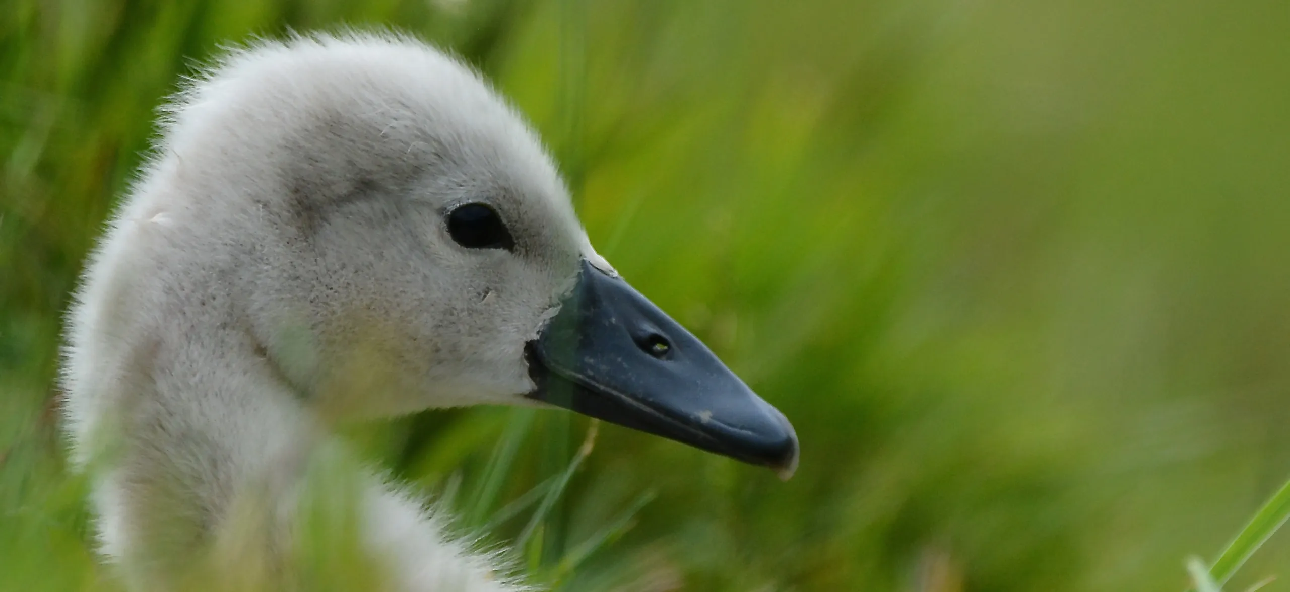 Young Bird Photographer of the Year 2019