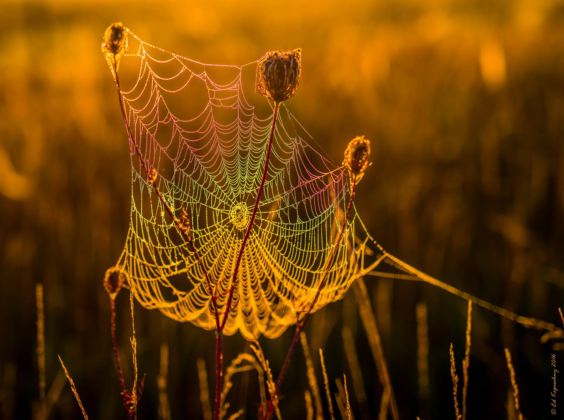 Spider's webs