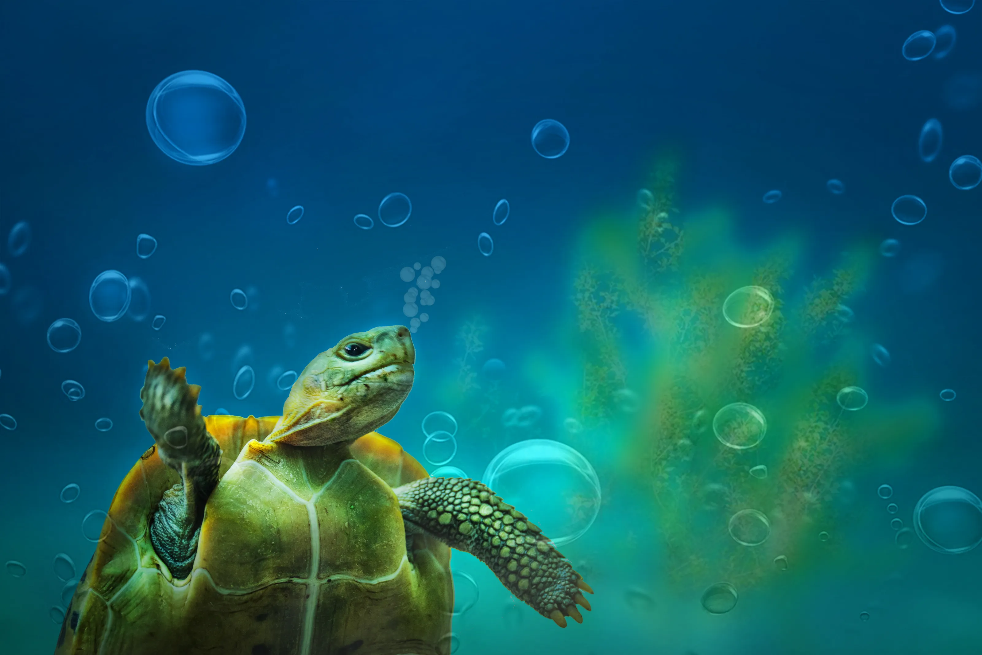 Life in the water