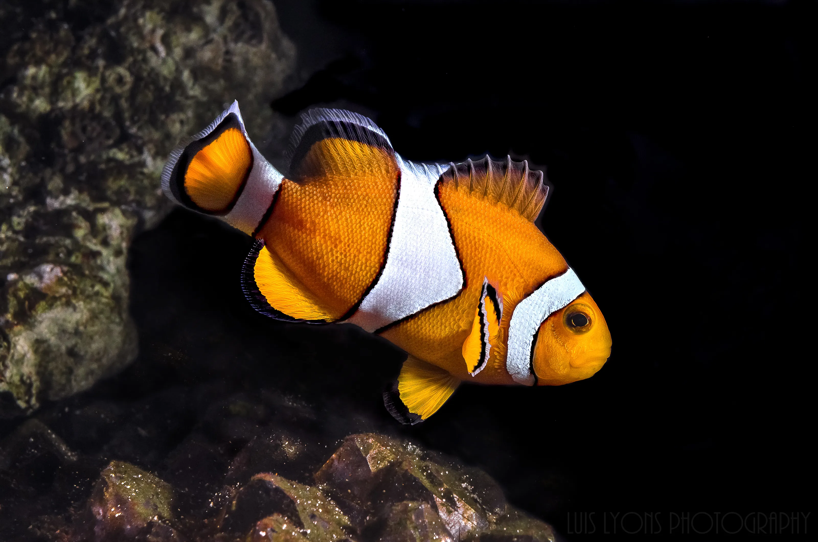 Under the Sea