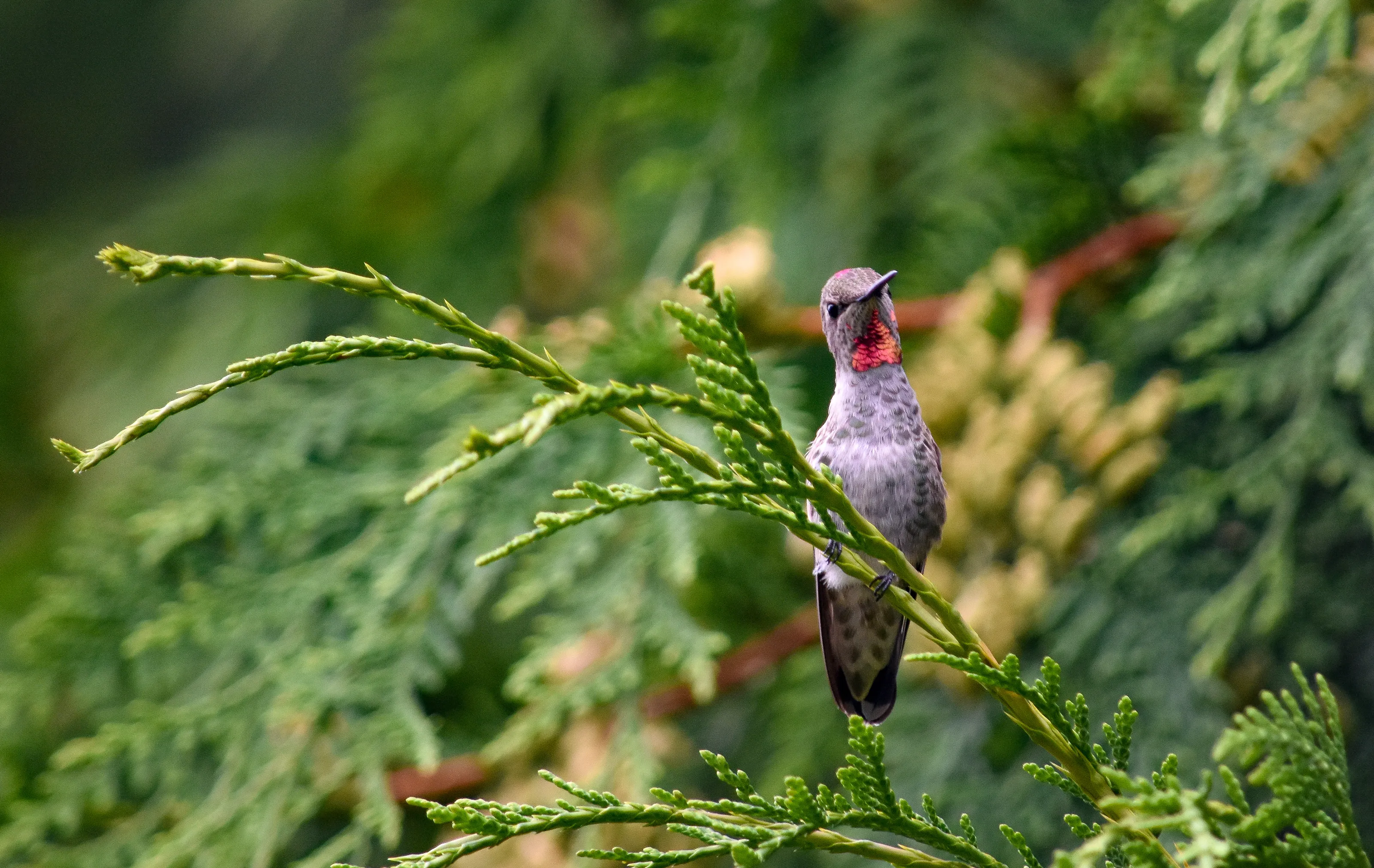 Hummingbirds