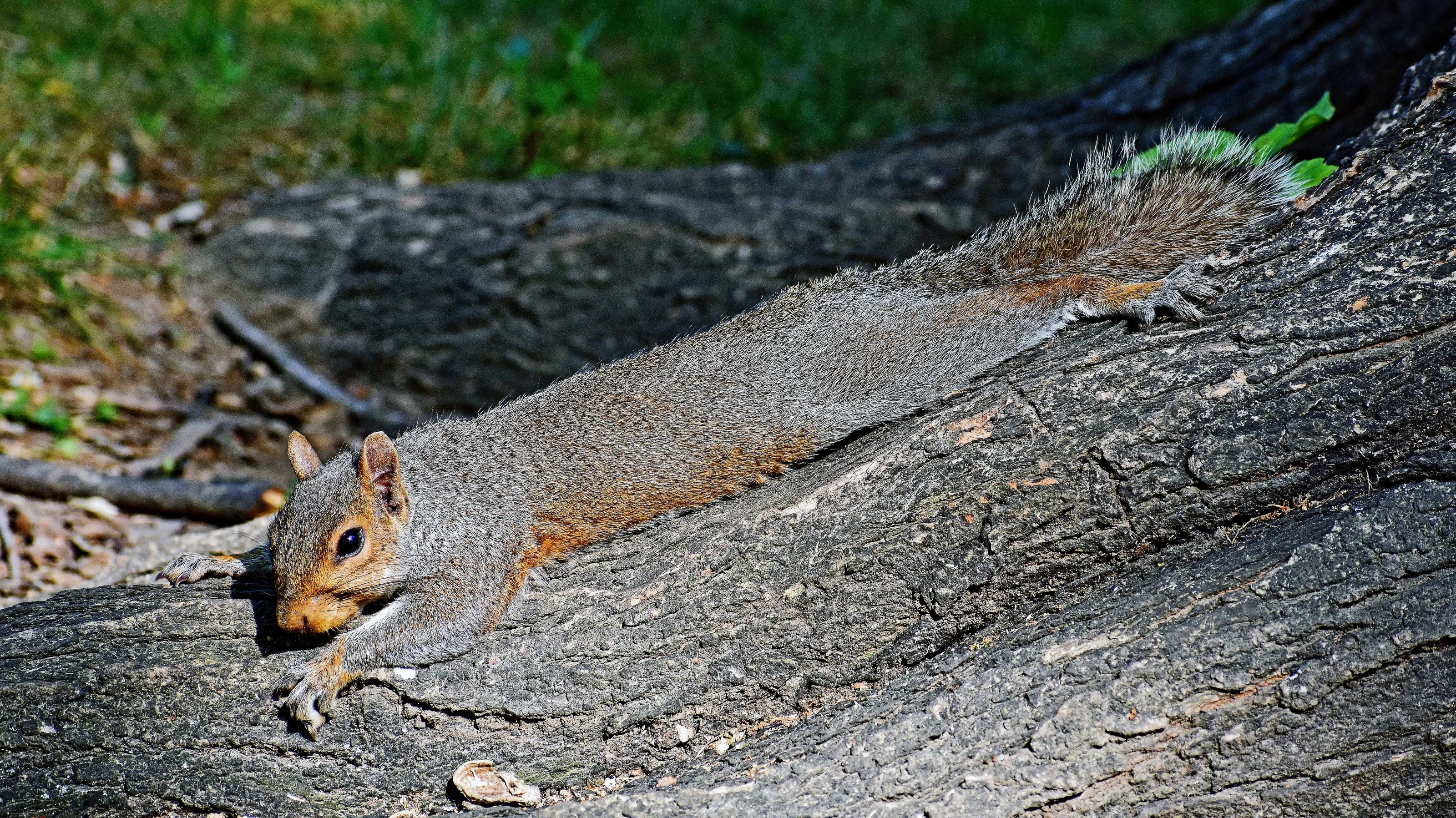 Simply Squirrels