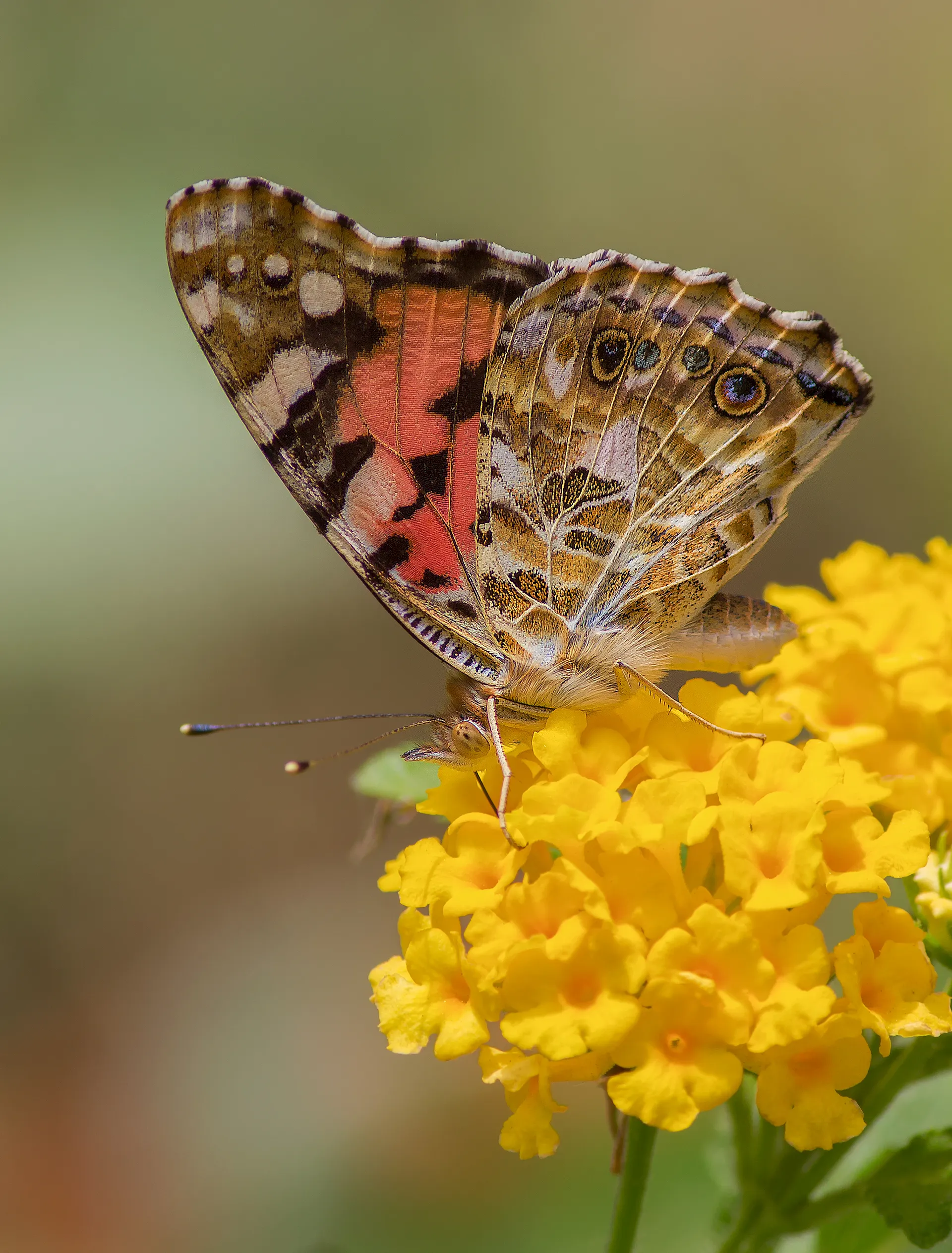 Butterflies and Moths