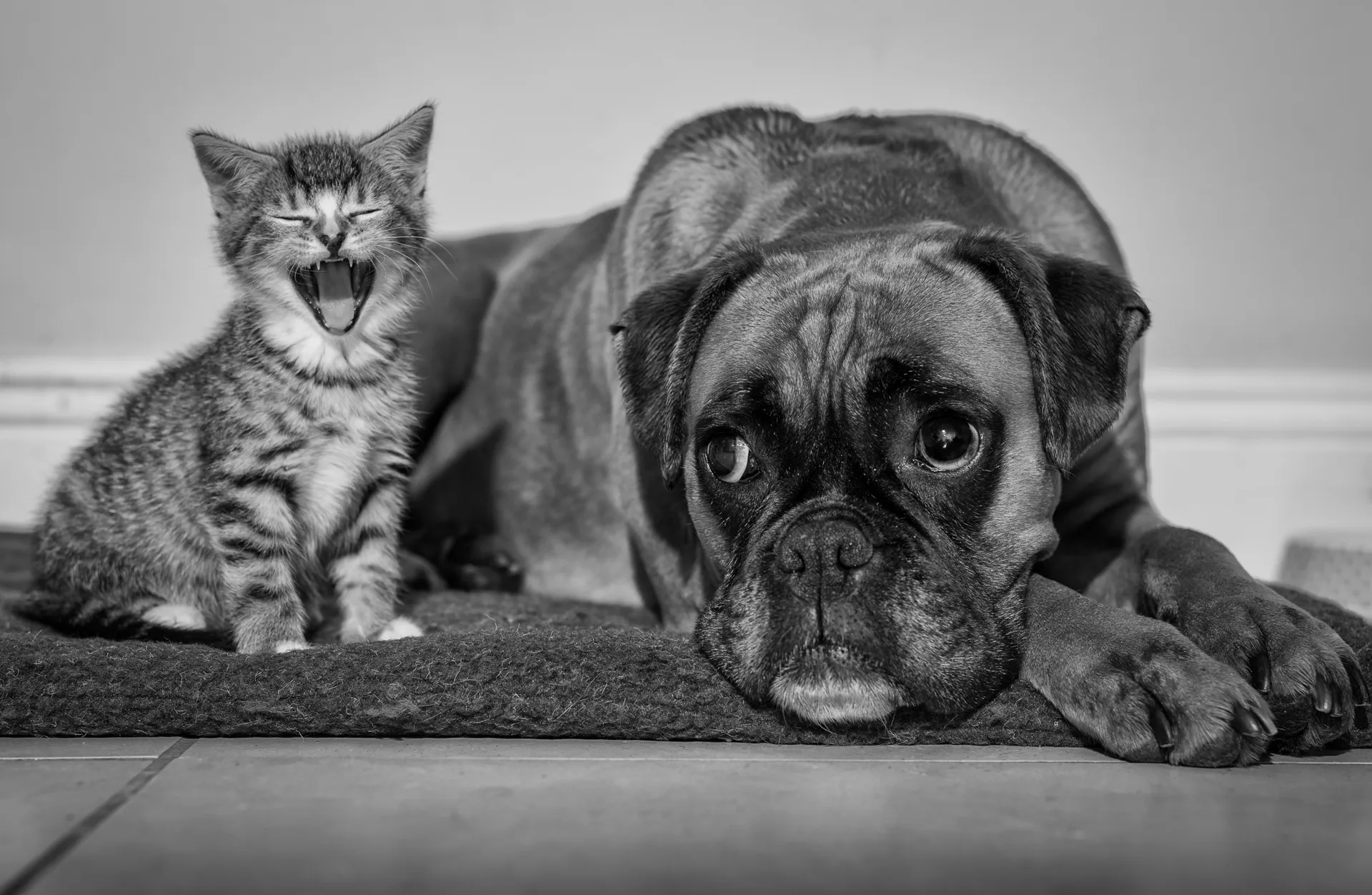 Cats and dogs