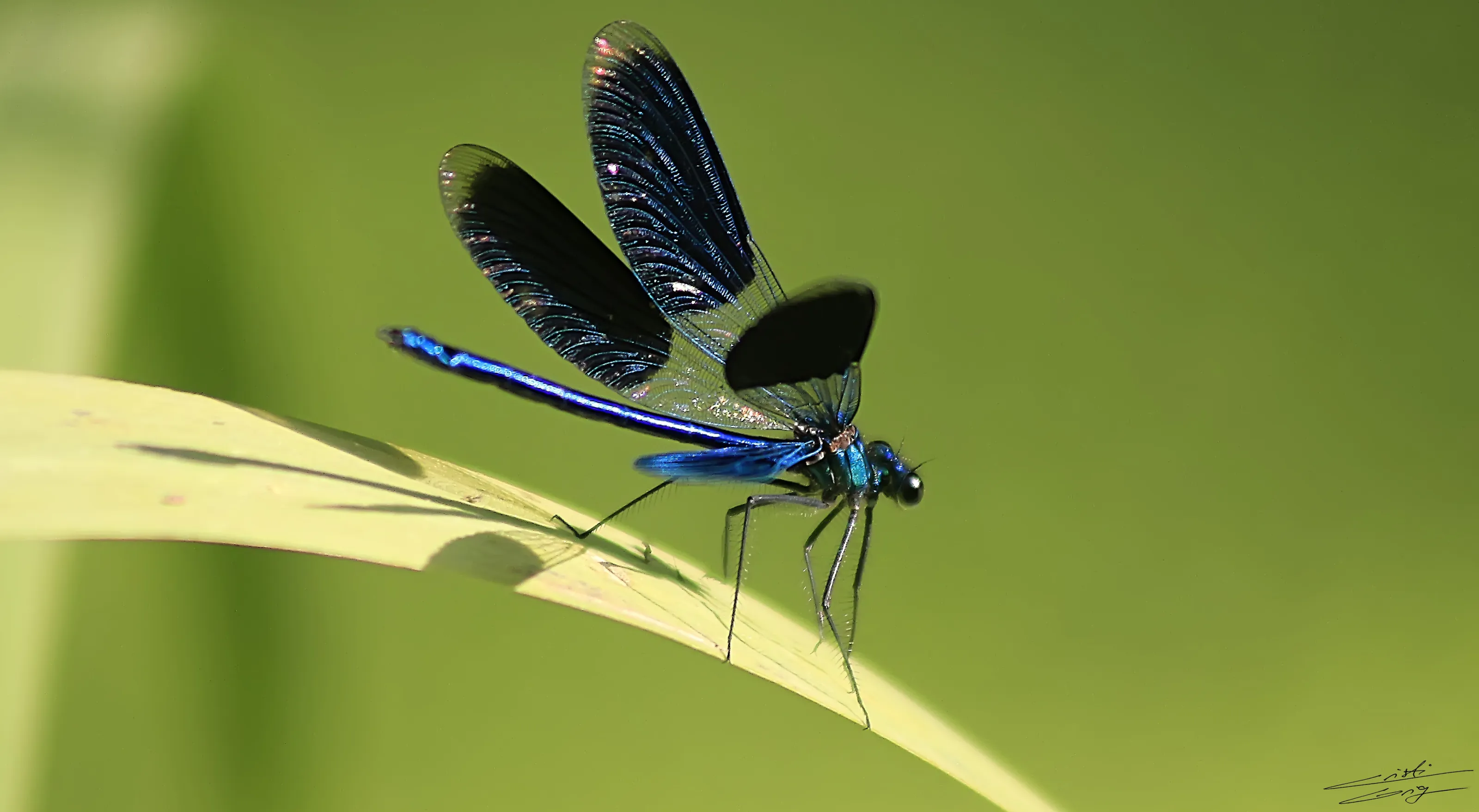 Macro Insects