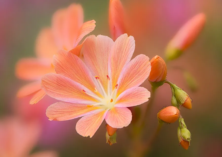 Macro Flowers