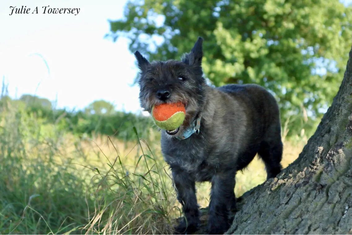 Dogs with Toys