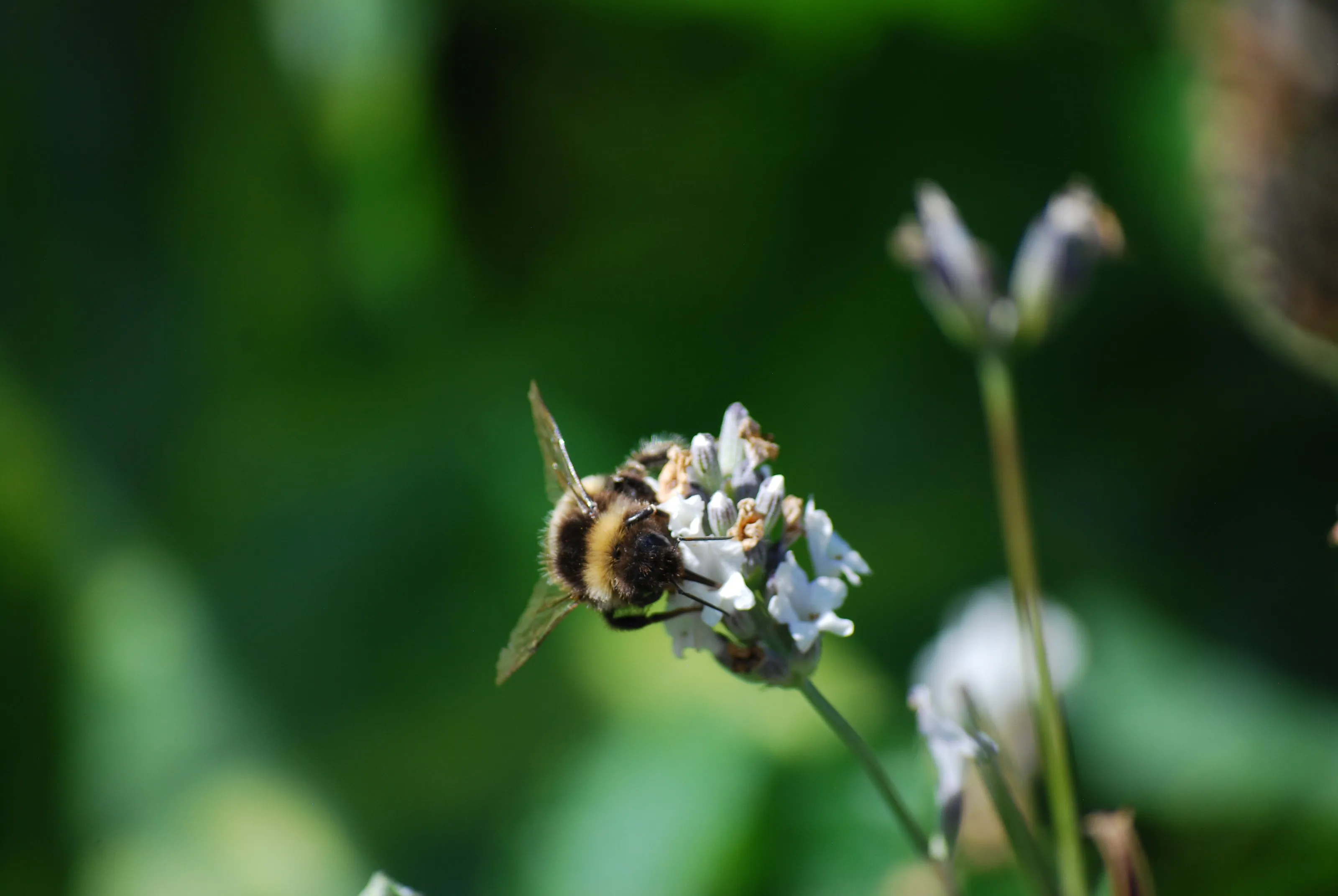 Bumblebees