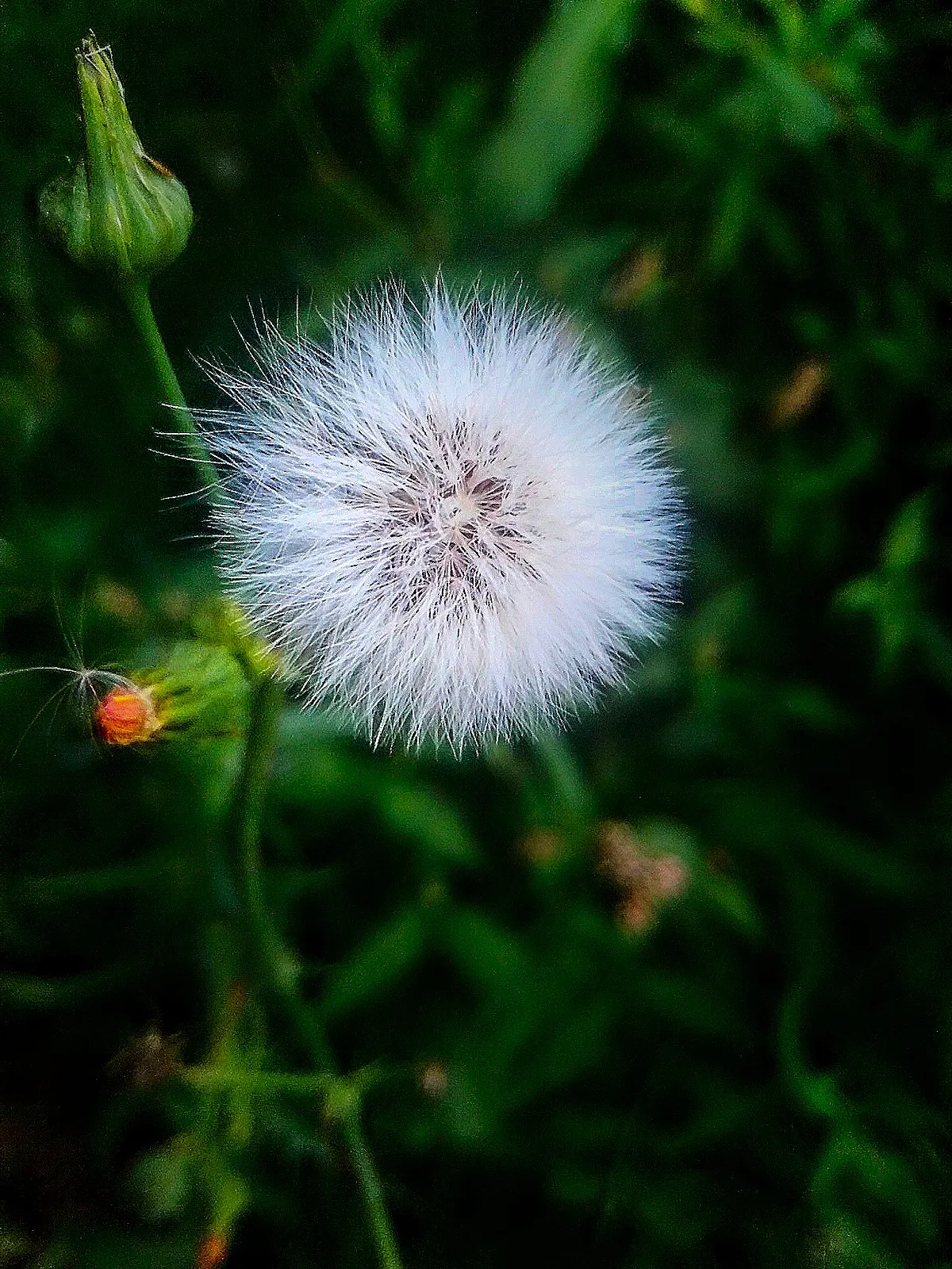 Seed heads & seed pods